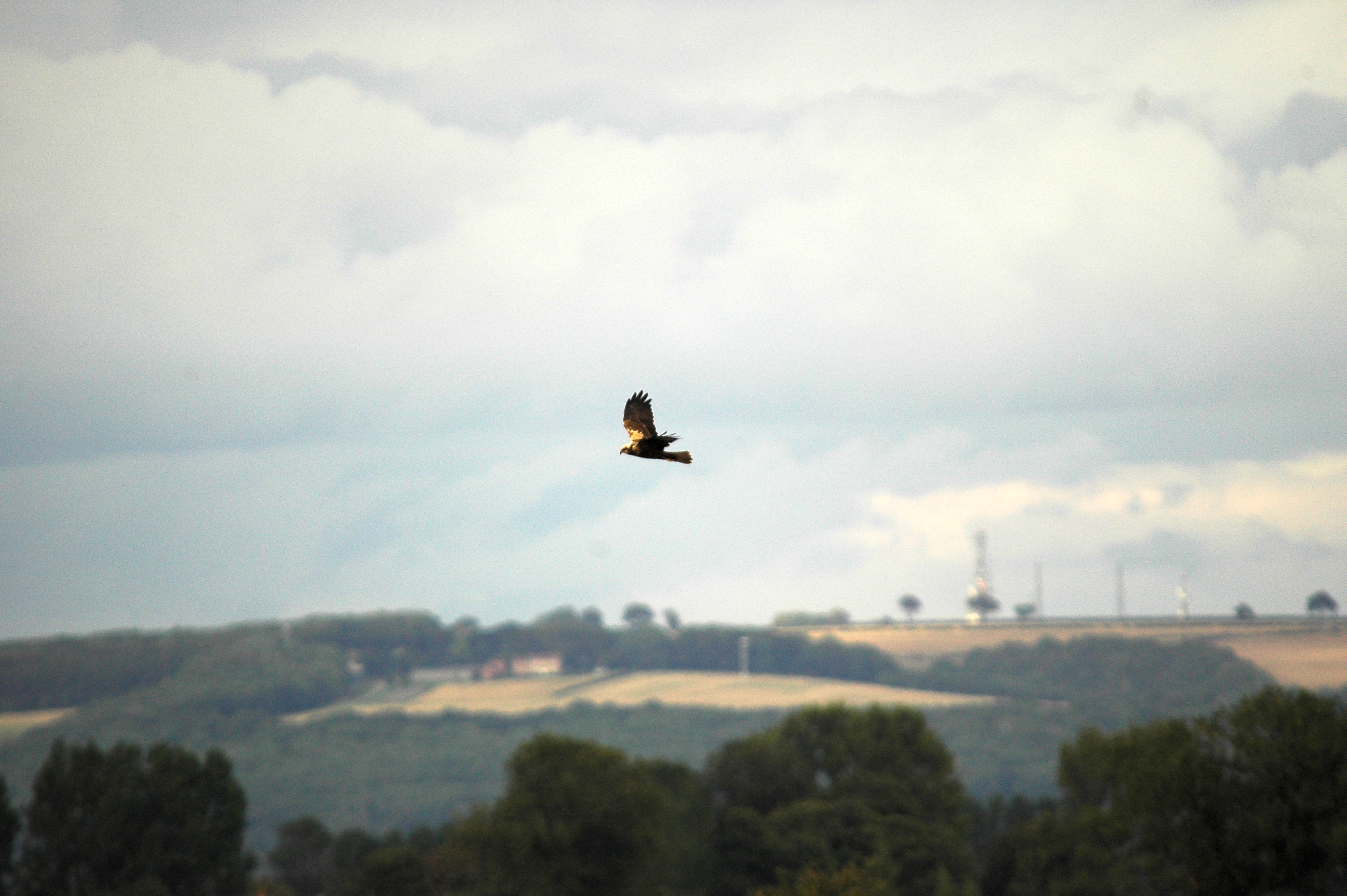 photos/wildlife/Bird_Species/032-Hawks-Eagles-Harriers-Falcons/0688-Western_Marsh-Harrier/dsc_3469.jpg