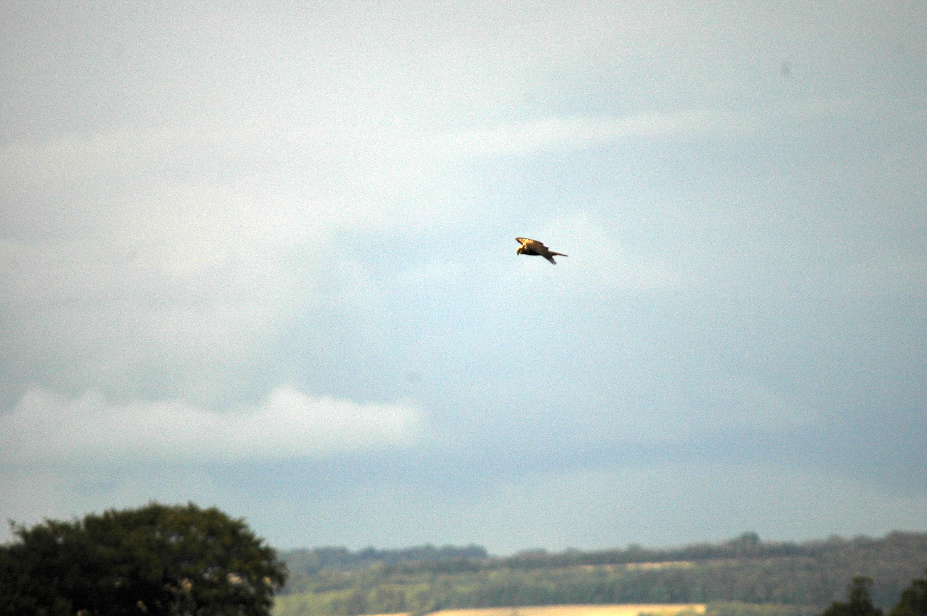 photos/wildlife/Bird_Species/032-Hawks-Eagles-Harriers-Falcons/0688-Western_Marsh-Harrier/dsc_3470.jpg