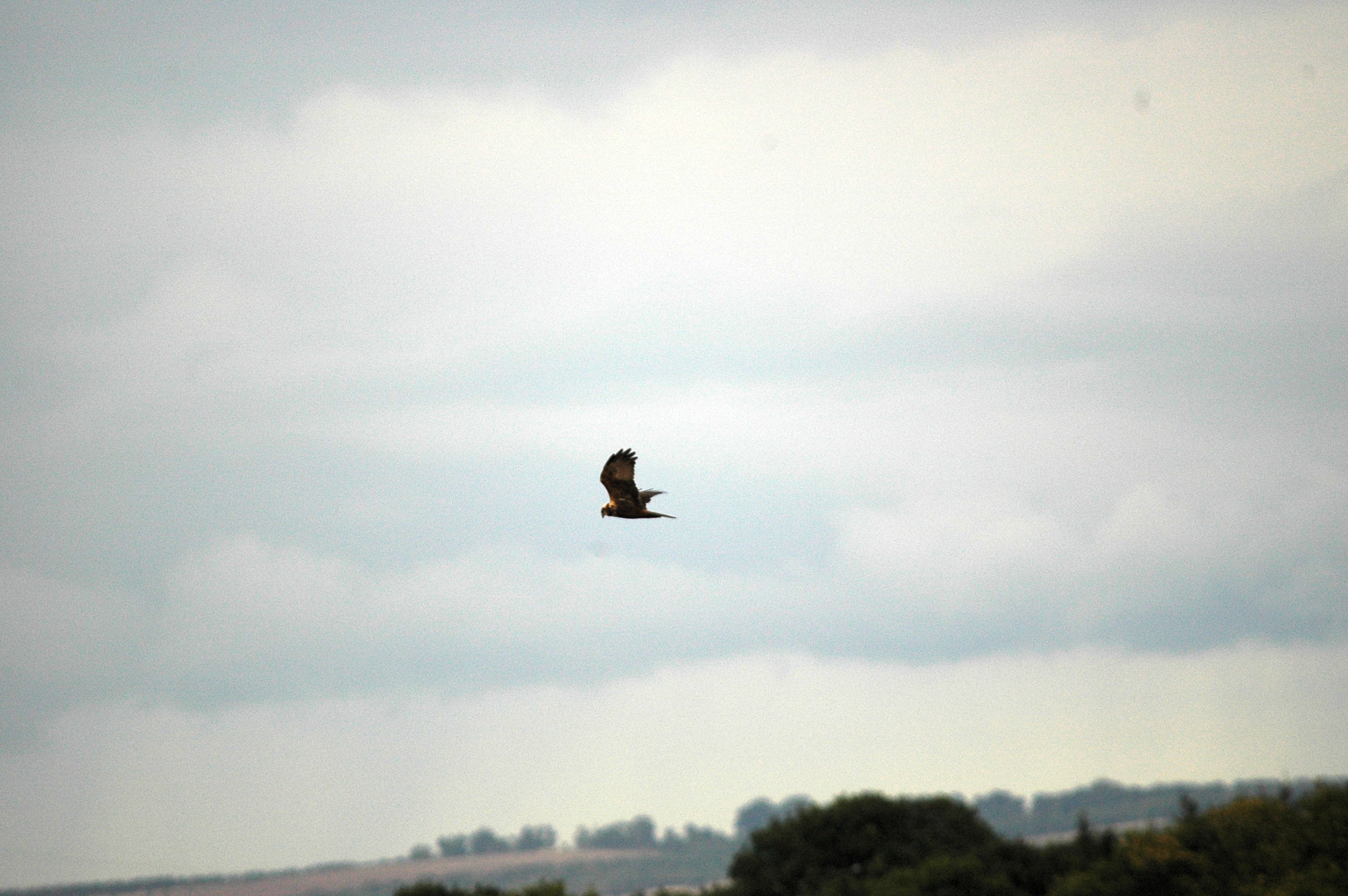 photos/wildlife/Bird_Species/032-Hawks-Eagles-Harriers-Falcons/0688-Western_Marsh-Harrier/dsc_3471.jpg