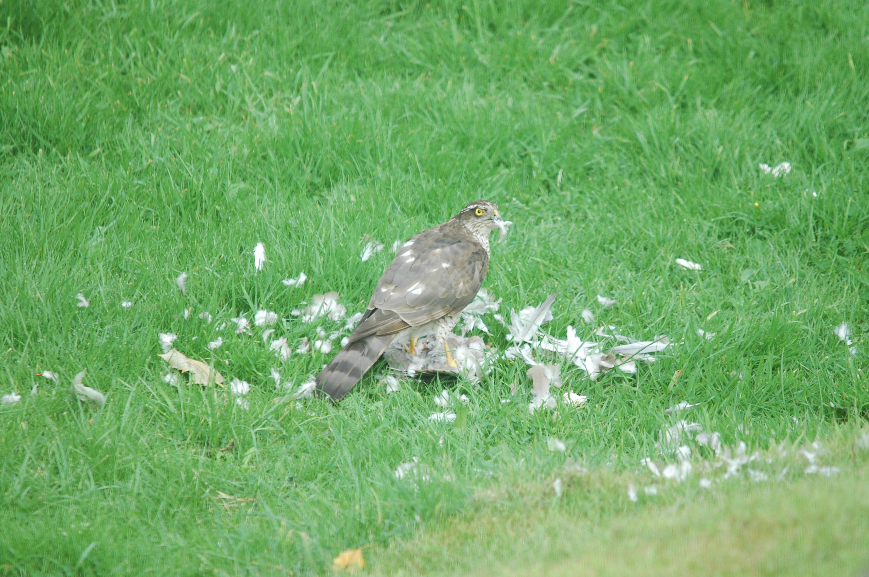 photos/wildlife/Bird_Species/032-Hawks-Eagles-Harriers-Falcons/0730-Eurasian_Sparrowhawk/20090816-Nottm-01.jpg