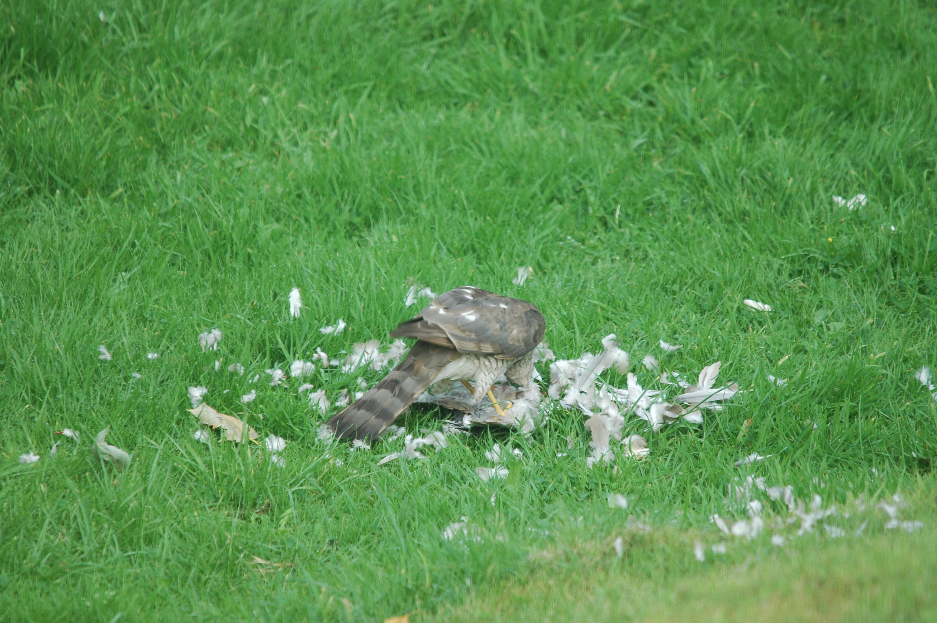 photos/wildlife/Bird_Species/032-Hawks-Eagles-Harriers-Falcons/0730-Eurasian_Sparrowhawk/20090816-Nottm-02.jpg