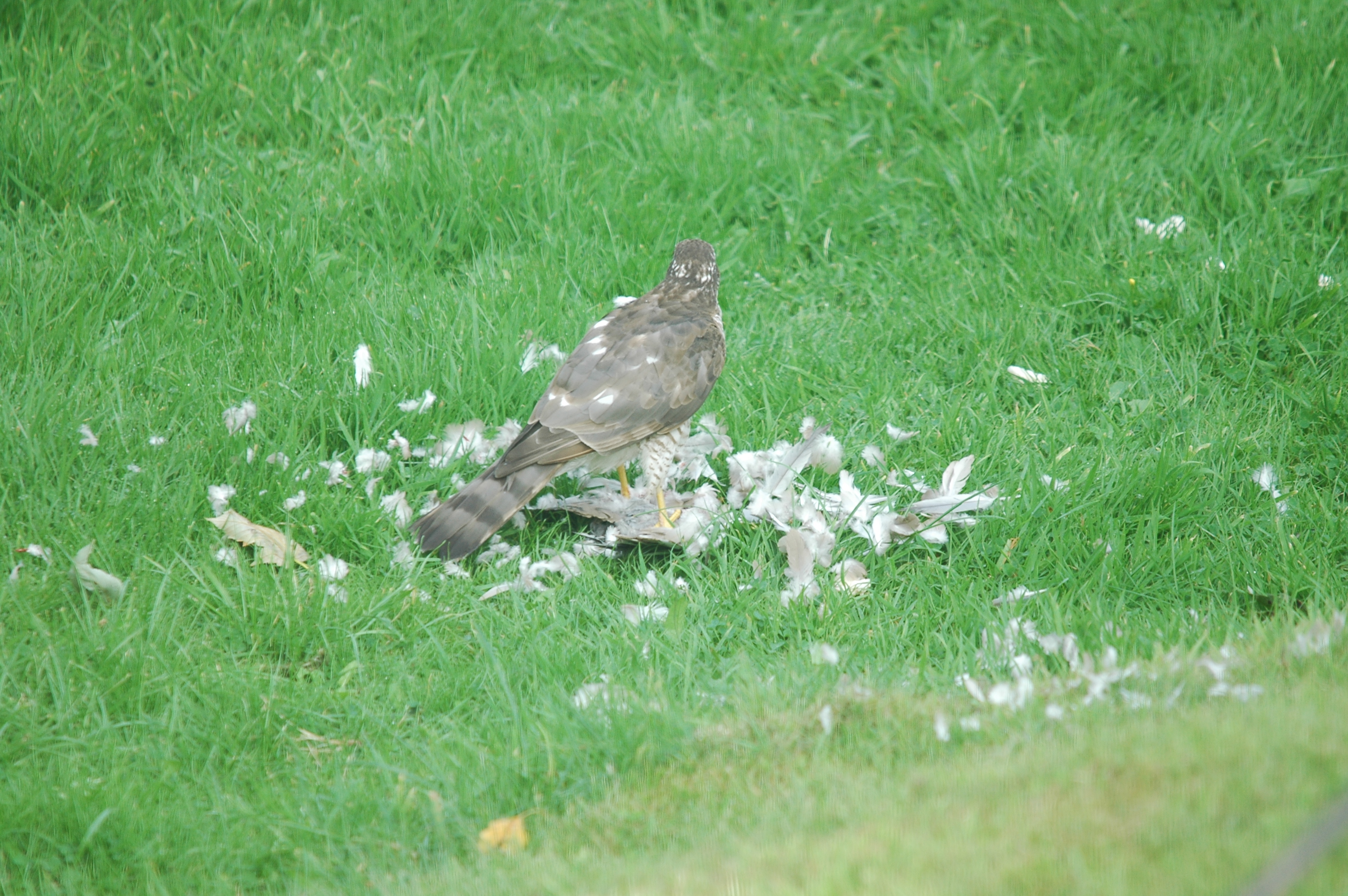 photos/wildlife/Bird_Species/032-Hawks-Eagles-Harriers-Falcons/0730-Eurasian_Sparrowhawk/20090816-Nottm-03.jpg
