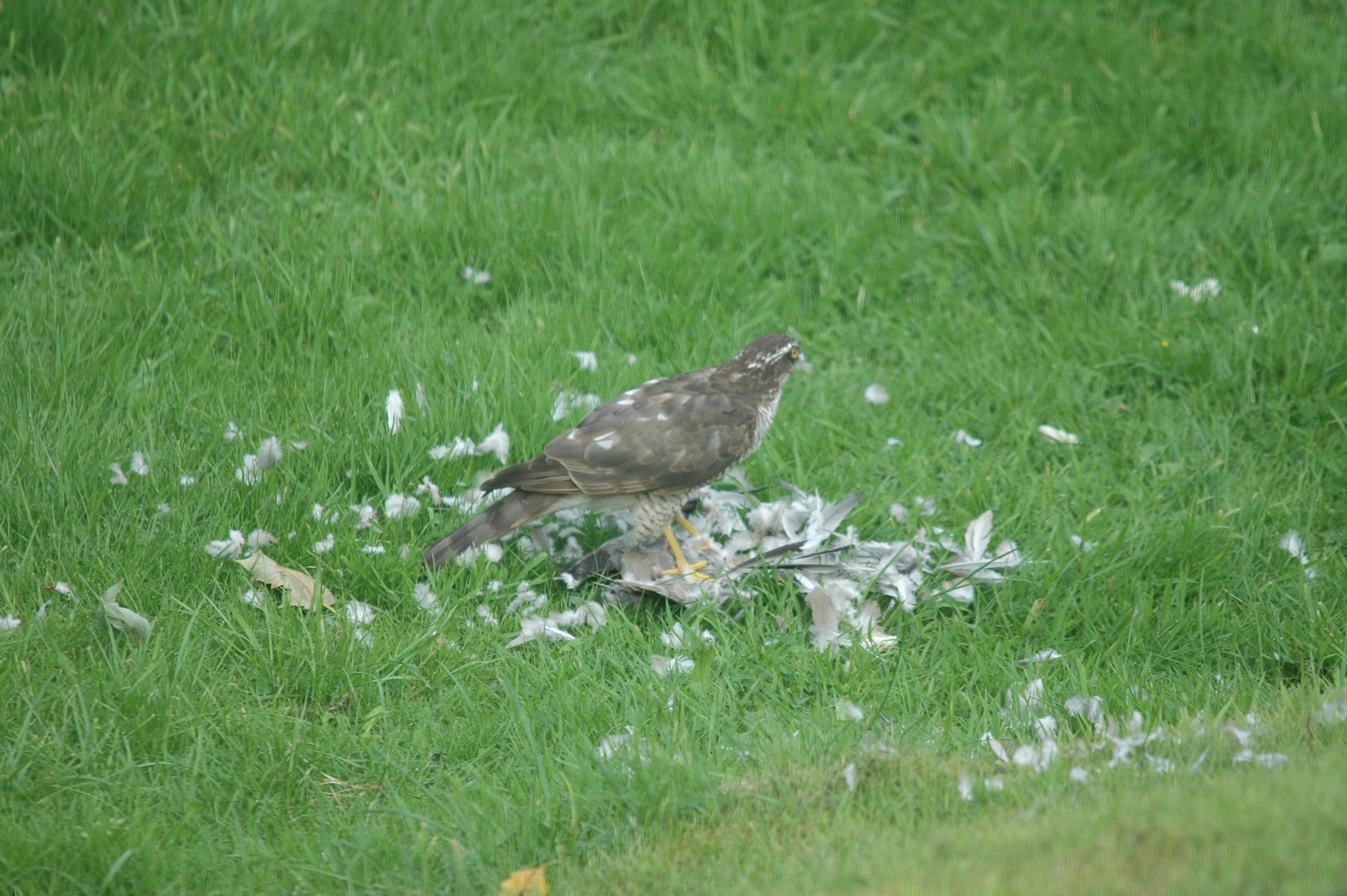 photos/wildlife/Bird_Species/032-Hawks-Eagles-Harriers-Falcons/0730-Eurasian_Sparrowhawk/20090816-Nottm-05.jpg