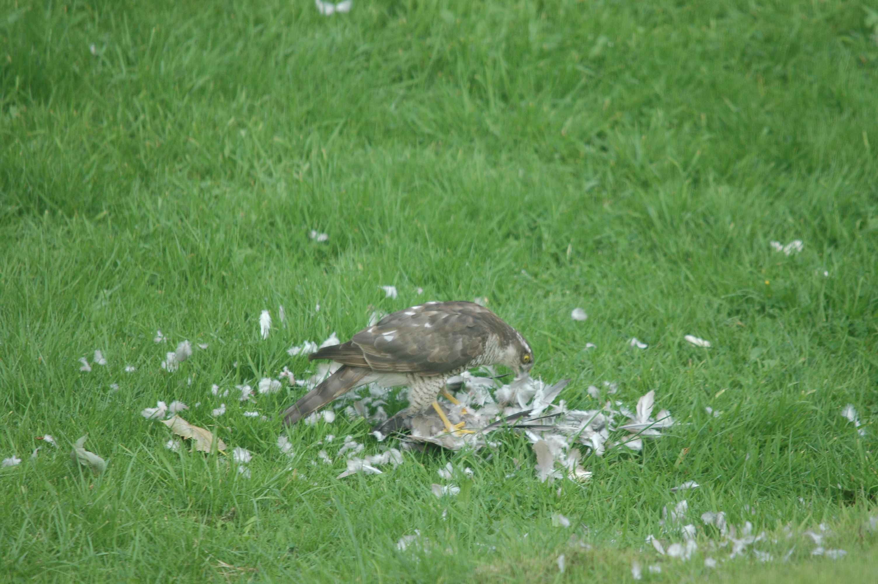 photos/wildlife/Bird_Species/032-Hawks-Eagles-Harriers-Falcons/0730-Eurasian_Sparrowhawk/20090816-Nottm-06.jpg