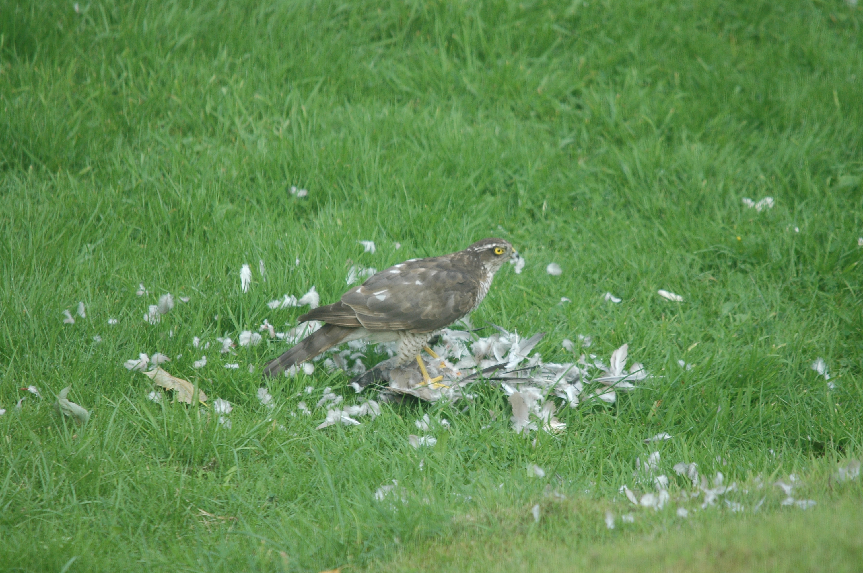 photos/wildlife/Bird_Species/032-Hawks-Eagles-Harriers-Falcons/0730-Eurasian_Sparrowhawk/20090816-Nottm-07.jpg
