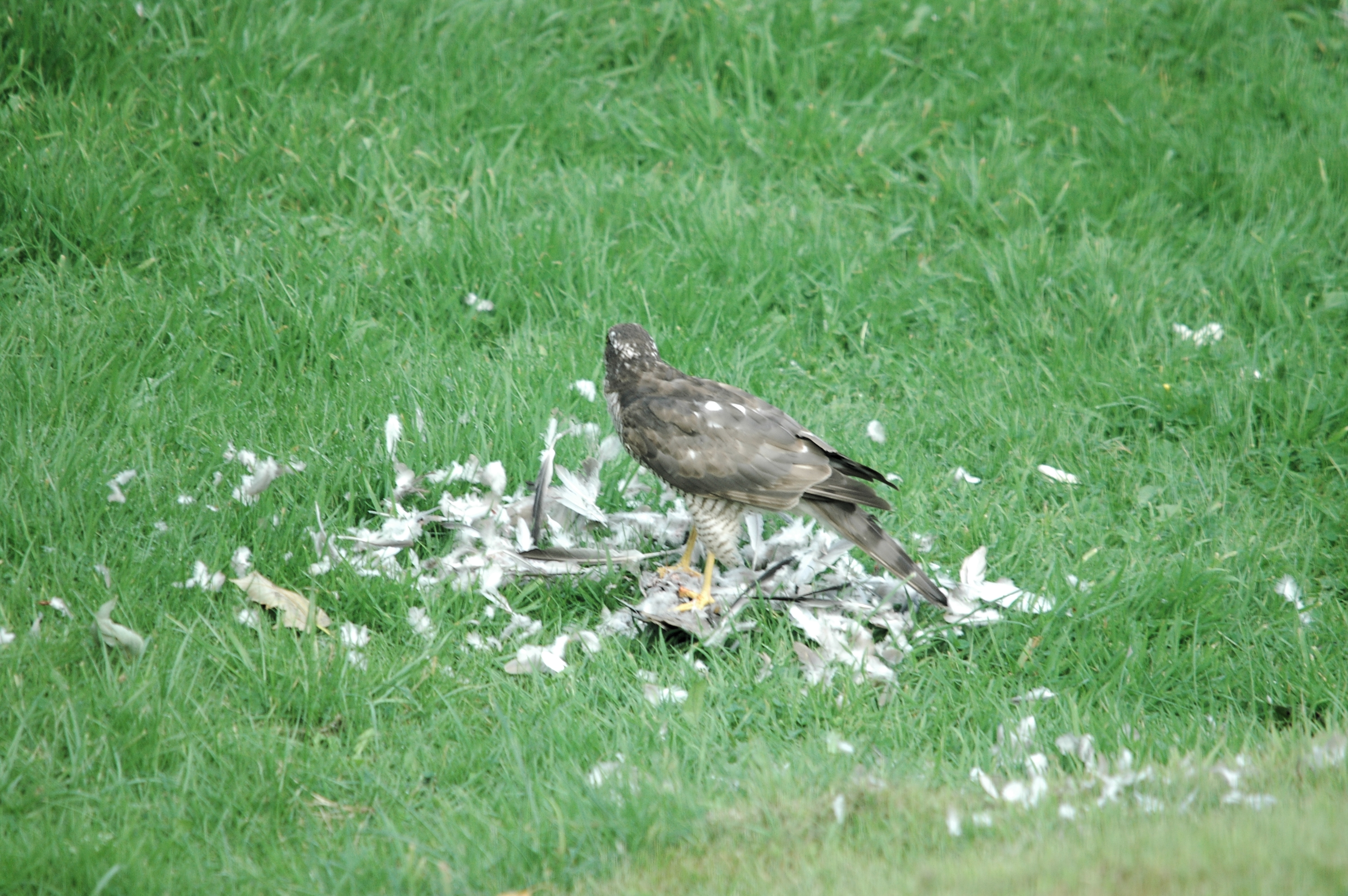 photos/wildlife/Bird_Species/032-Hawks-Eagles-Harriers-Falcons/0730-Eurasian_Sparrowhawk/20090816-Nottm-09.jpg