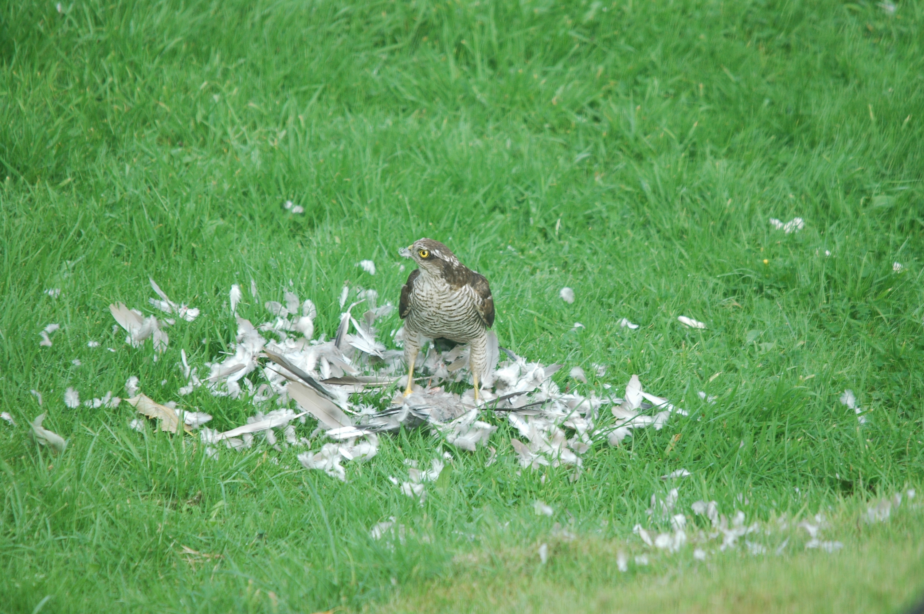 photos/wildlife/Bird_Species/032-Hawks-Eagles-Harriers-Falcons/0730-Eurasian_Sparrowhawk/20090816-Nottm-10.jpg