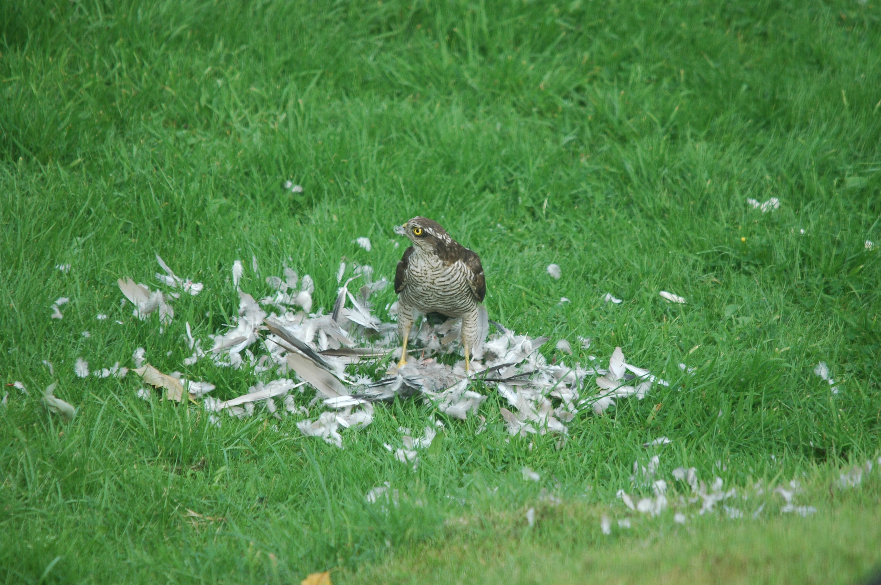 photos/wildlife/Bird_Species/032-Hawks-Eagles-Harriers-Falcons/0730-Eurasian_Sparrowhawk/20090816-Nottm-11.jpg