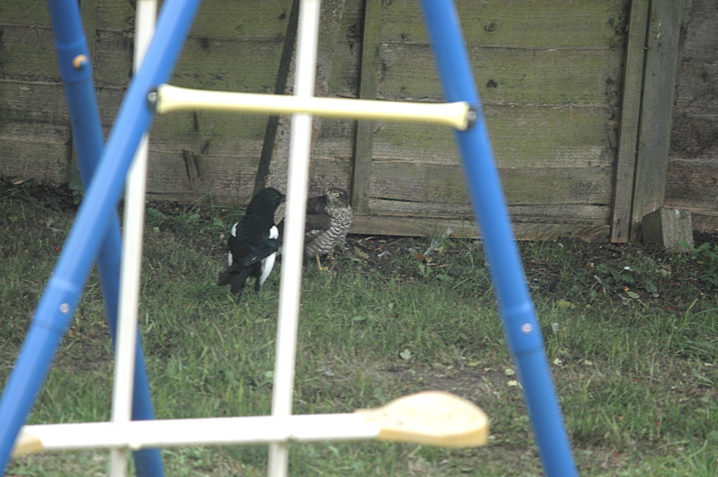 photos/wildlife/Bird_Species/032-Hawks-Eagles-Harriers-Falcons/0730-Eurasian_Sparrowhawk/20090917-Nottm-01.jpg