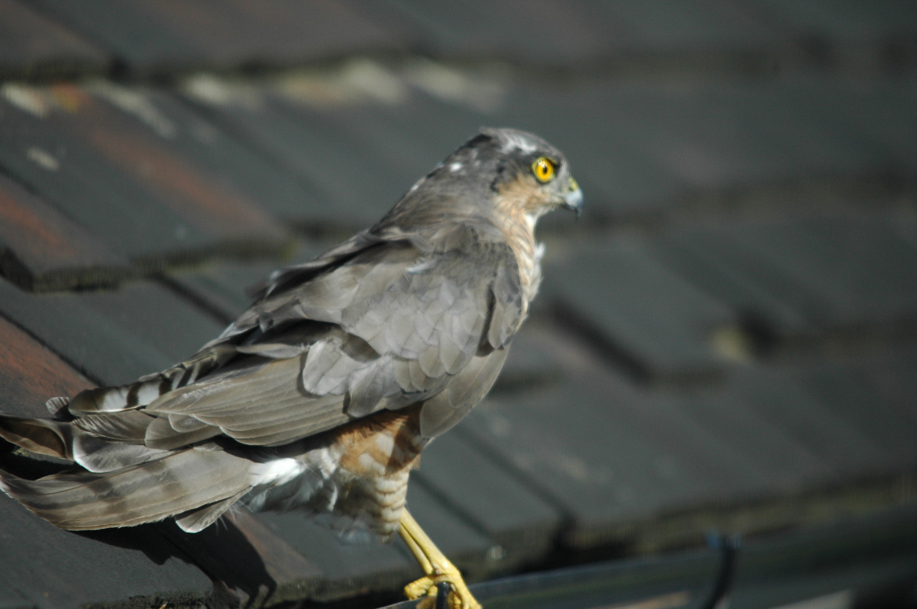 photos/wildlife/Bird_Species/032-Hawks-Eagles-Harriers-Falcons/0730-Eurasian_Sparrowhawk/DSC_3272.JPG
