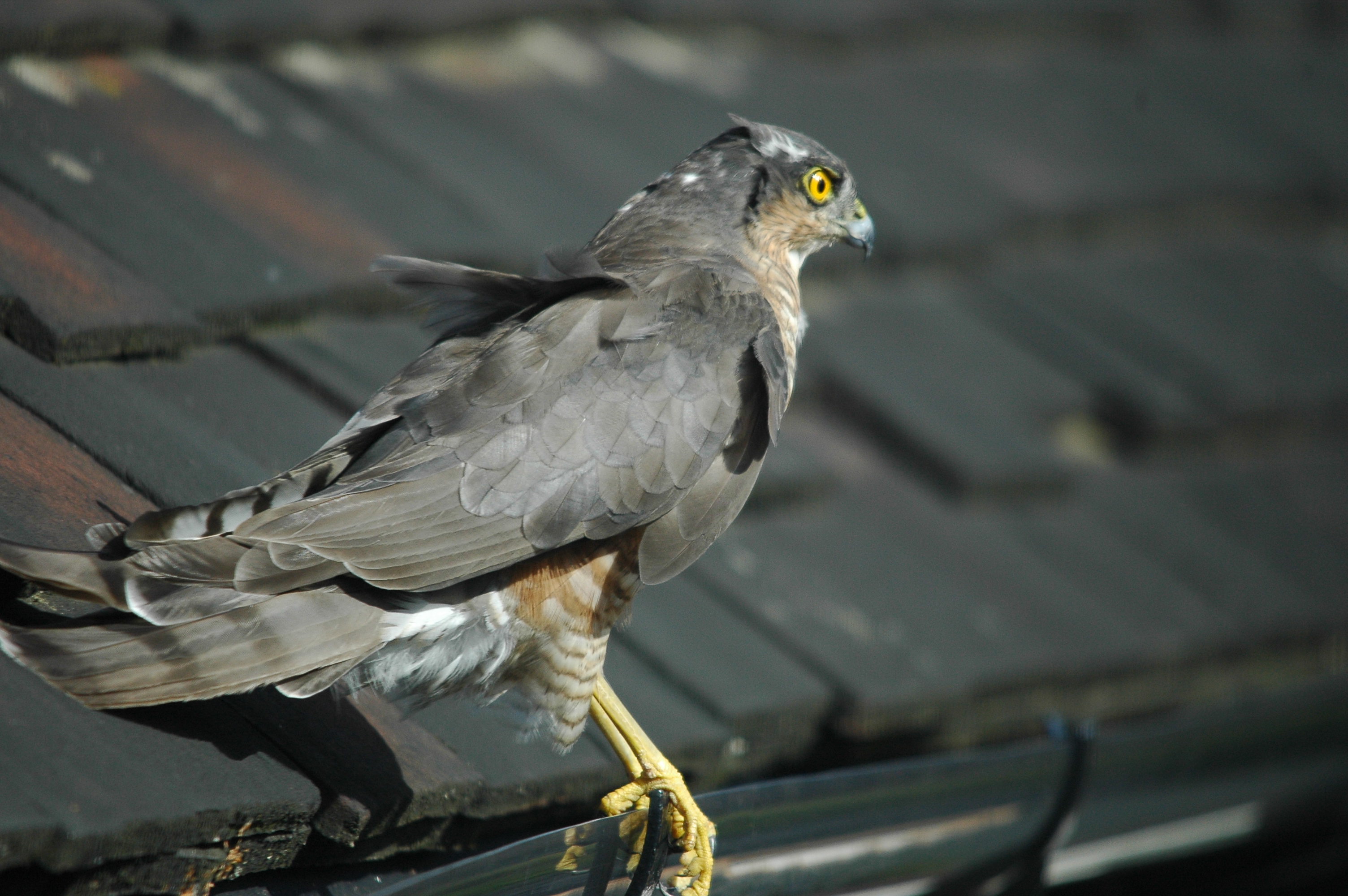 photos/wildlife/Bird_Species/032-Hawks-Eagles-Harriers-Falcons/0730-Eurasian_Sparrowhawk/DSC_3273.JPG