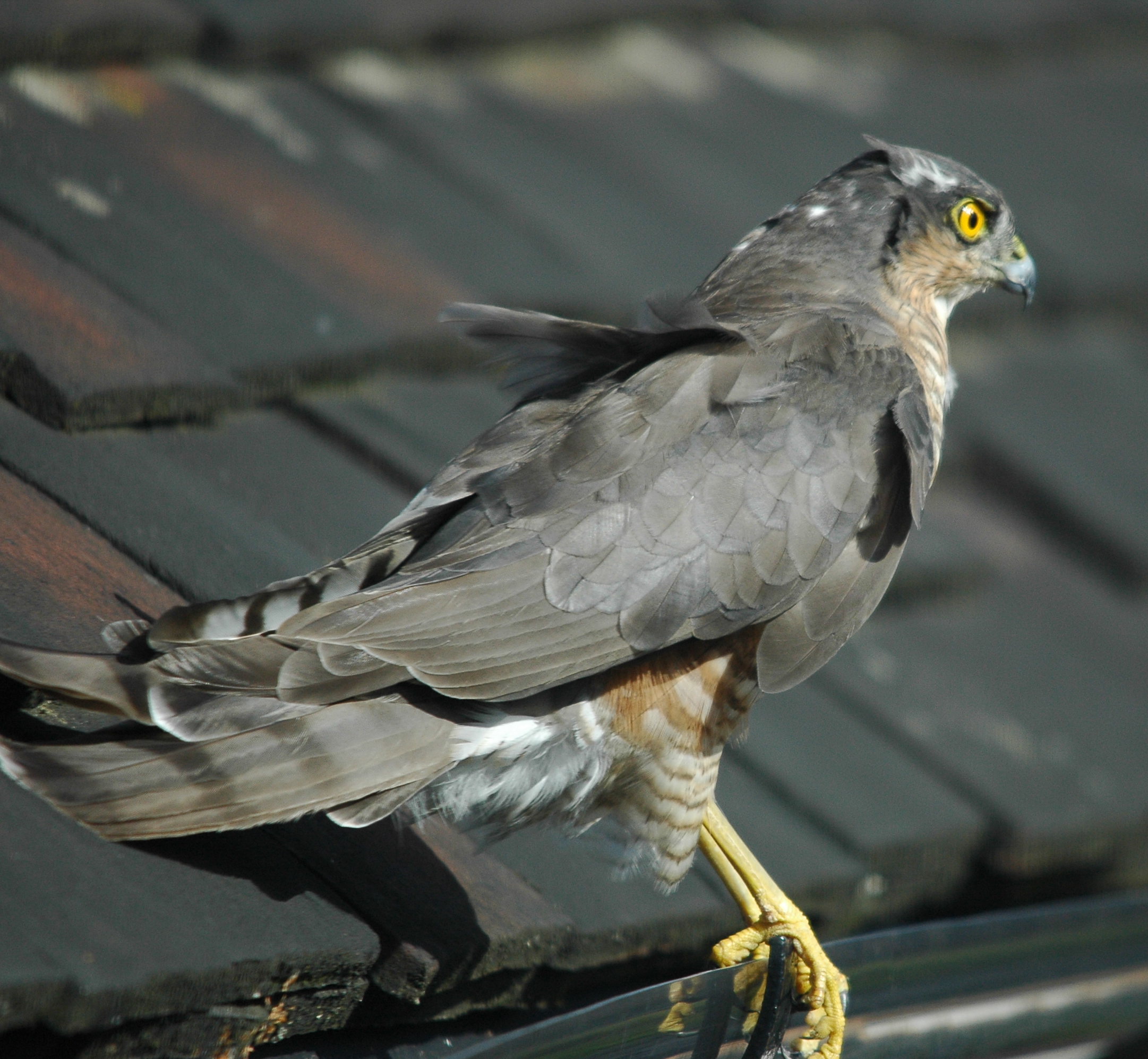 photos/wildlife/Bird_Species/032-Hawks-Eagles-Harriers-Falcons/0730-Eurasian_Sparrowhawk/DSC_3273_sm.jpeg