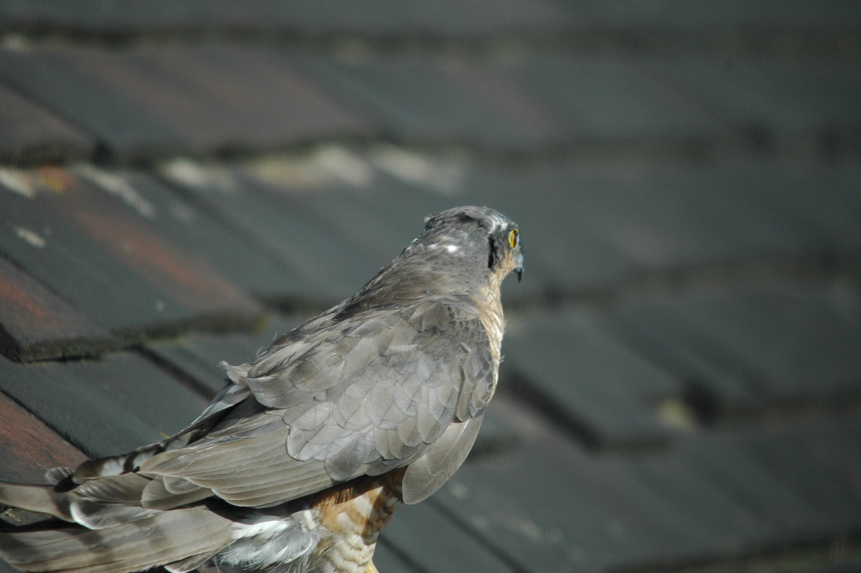 photos/wildlife/Bird_Species/032-Hawks-Eagles-Harriers-Falcons/0730-Eurasian_Sparrowhawk/DSC_3274.JPG