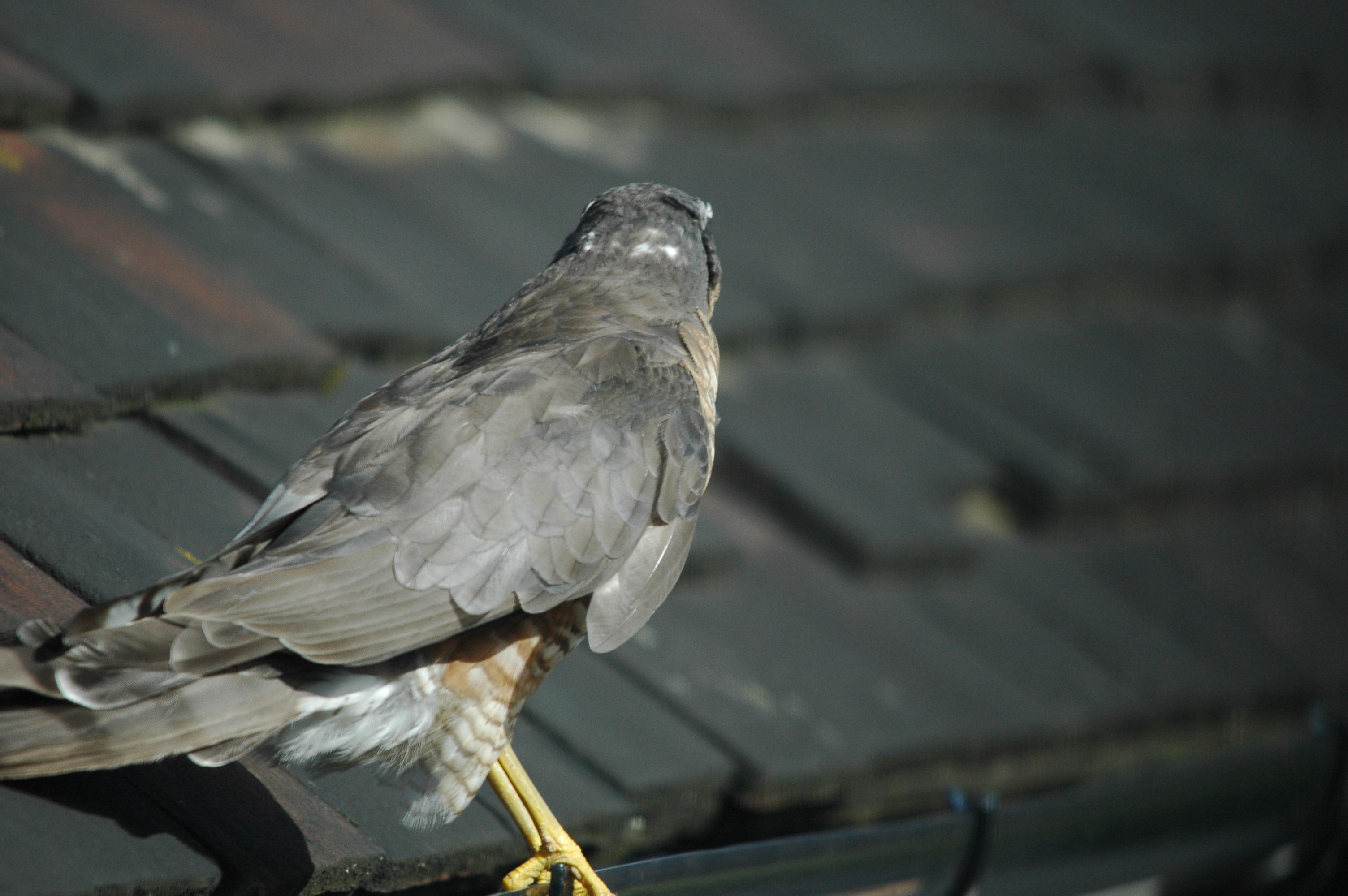photos/wildlife/Bird_Species/032-Hawks-Eagles-Harriers-Falcons/0730-Eurasian_Sparrowhawk/DSC_3275.JPG
