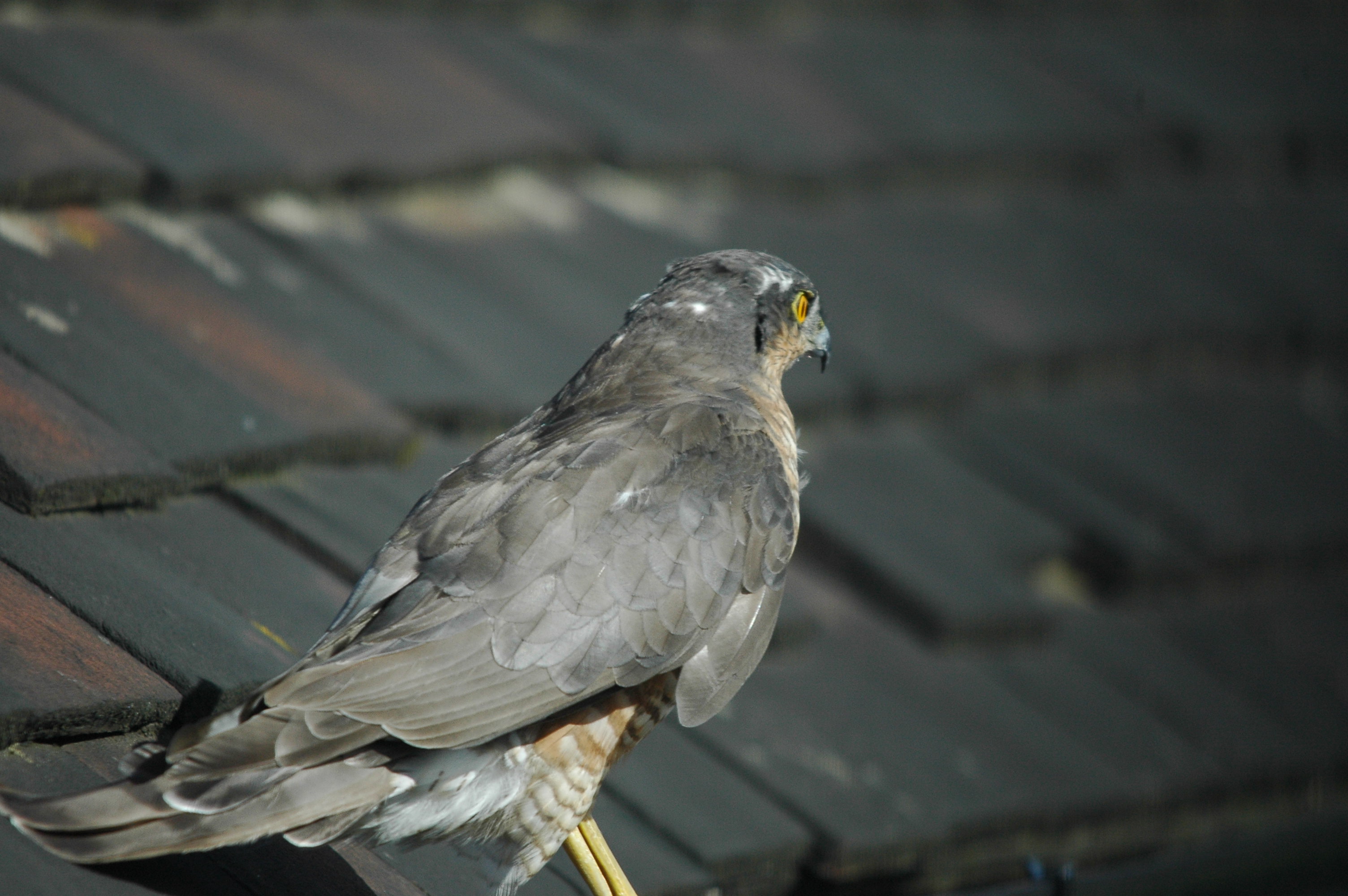 photos/wildlife/Bird_Species/032-Hawks-Eagles-Harriers-Falcons/0730-Eurasian_Sparrowhawk/DSC_3276.JPG