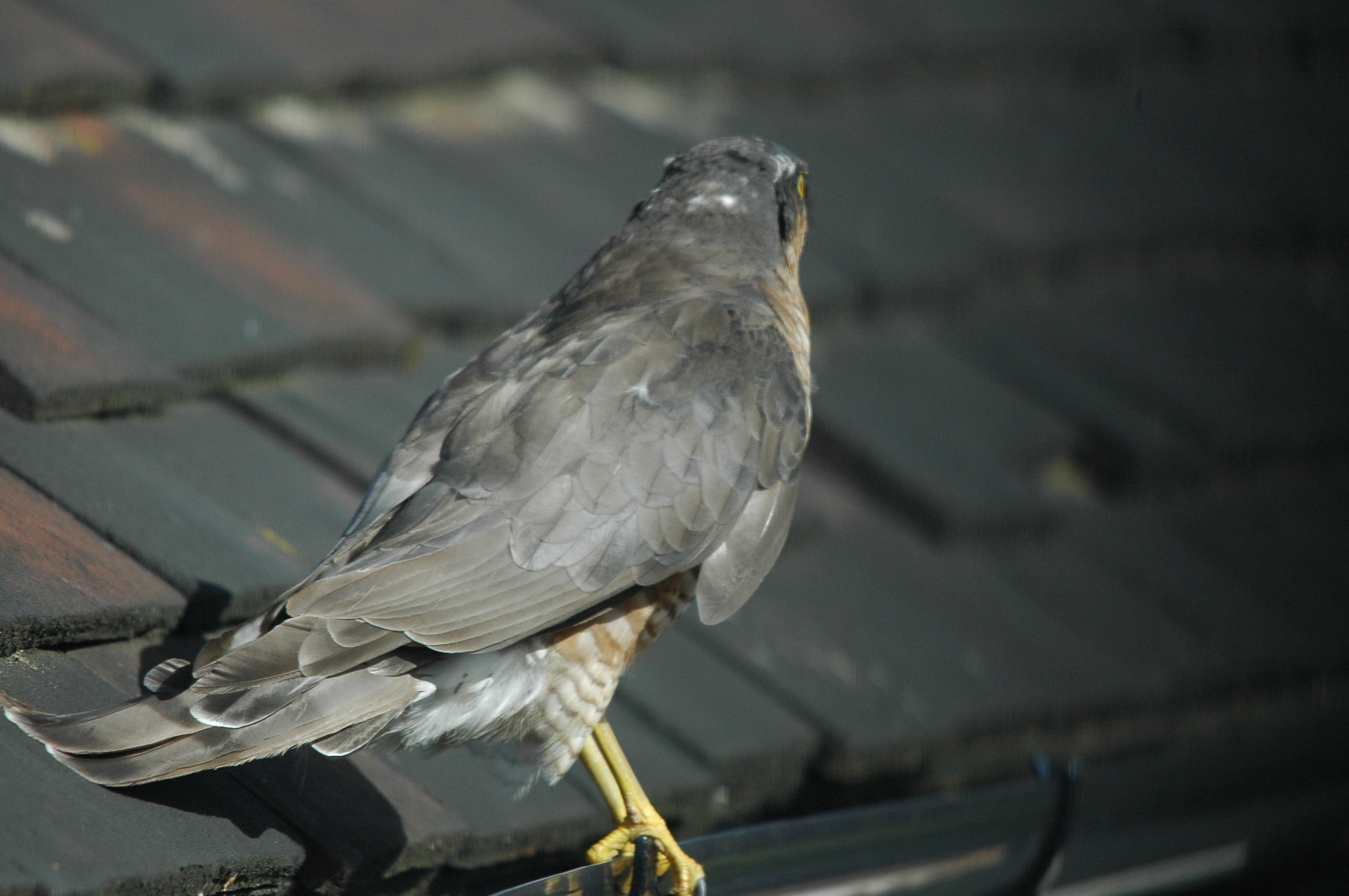 photos/wildlife/Bird_Species/032-Hawks-Eagles-Harriers-Falcons/0730-Eurasian_Sparrowhawk/DSC_3277.JPG