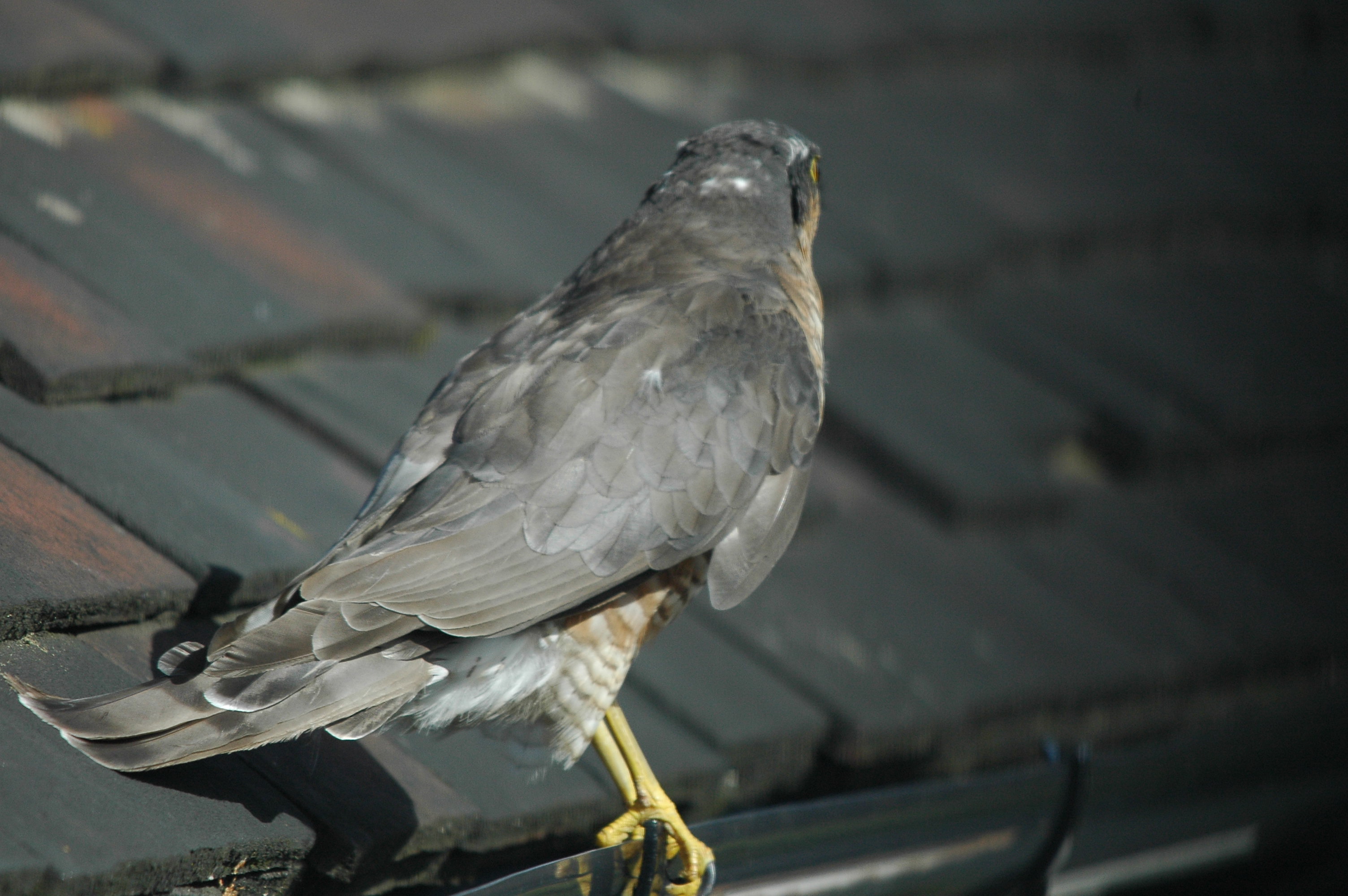 photos/wildlife/Bird_Species/032-Hawks-Eagles-Harriers-Falcons/0730-Eurasian_Sparrowhawk/DSC_3278.JPG