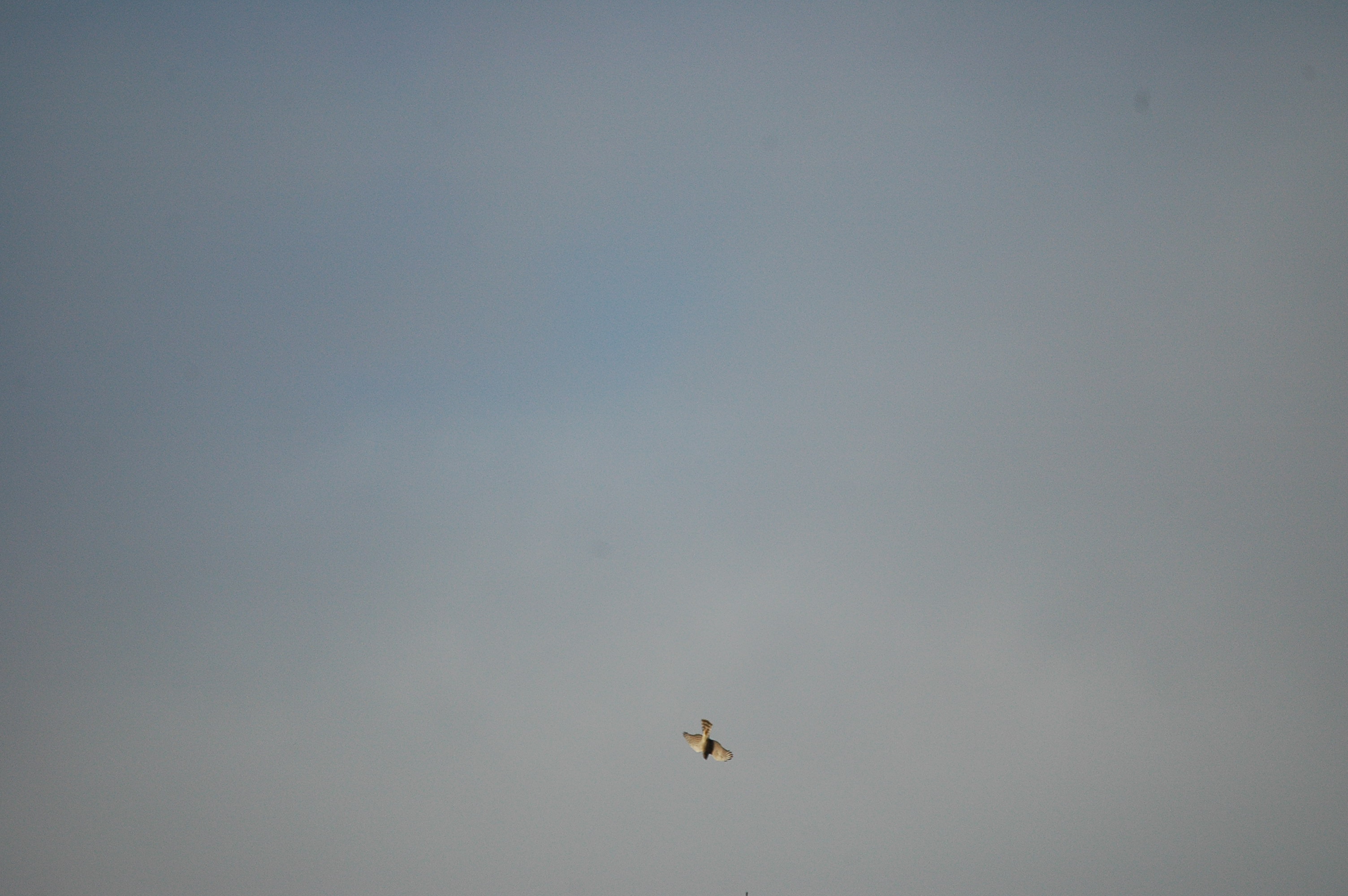 photos/wildlife/Bird_Species/032-Hawks-Eagles-Harriers-Falcons/0730-Eurasian_Sparrowhawk/DSC_3620.JPG