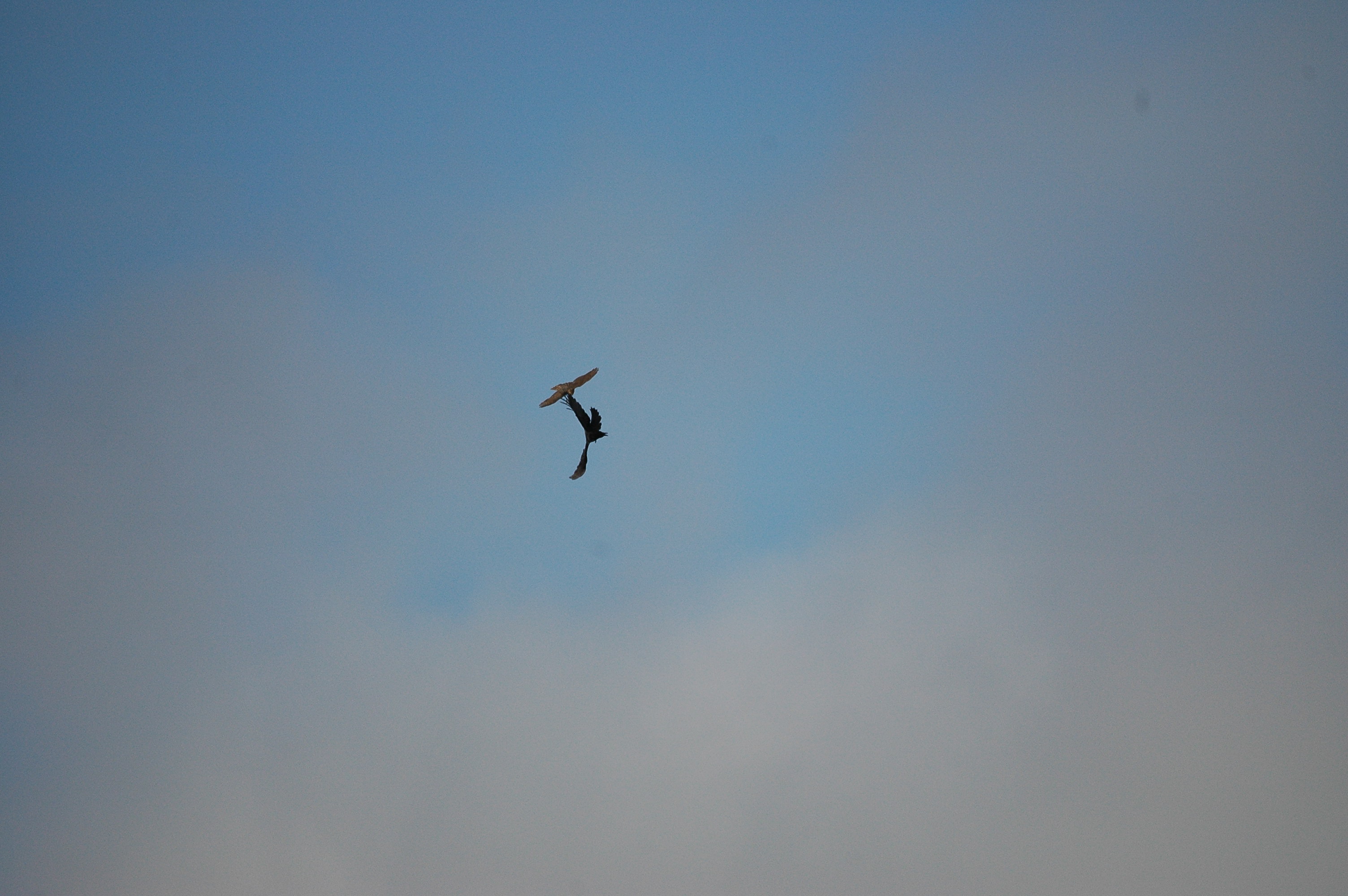photos/wildlife/Bird_Species/032-Hawks-Eagles-Harriers-Falcons/0730-Eurasian_Sparrowhawk/DSC_3621.JPG