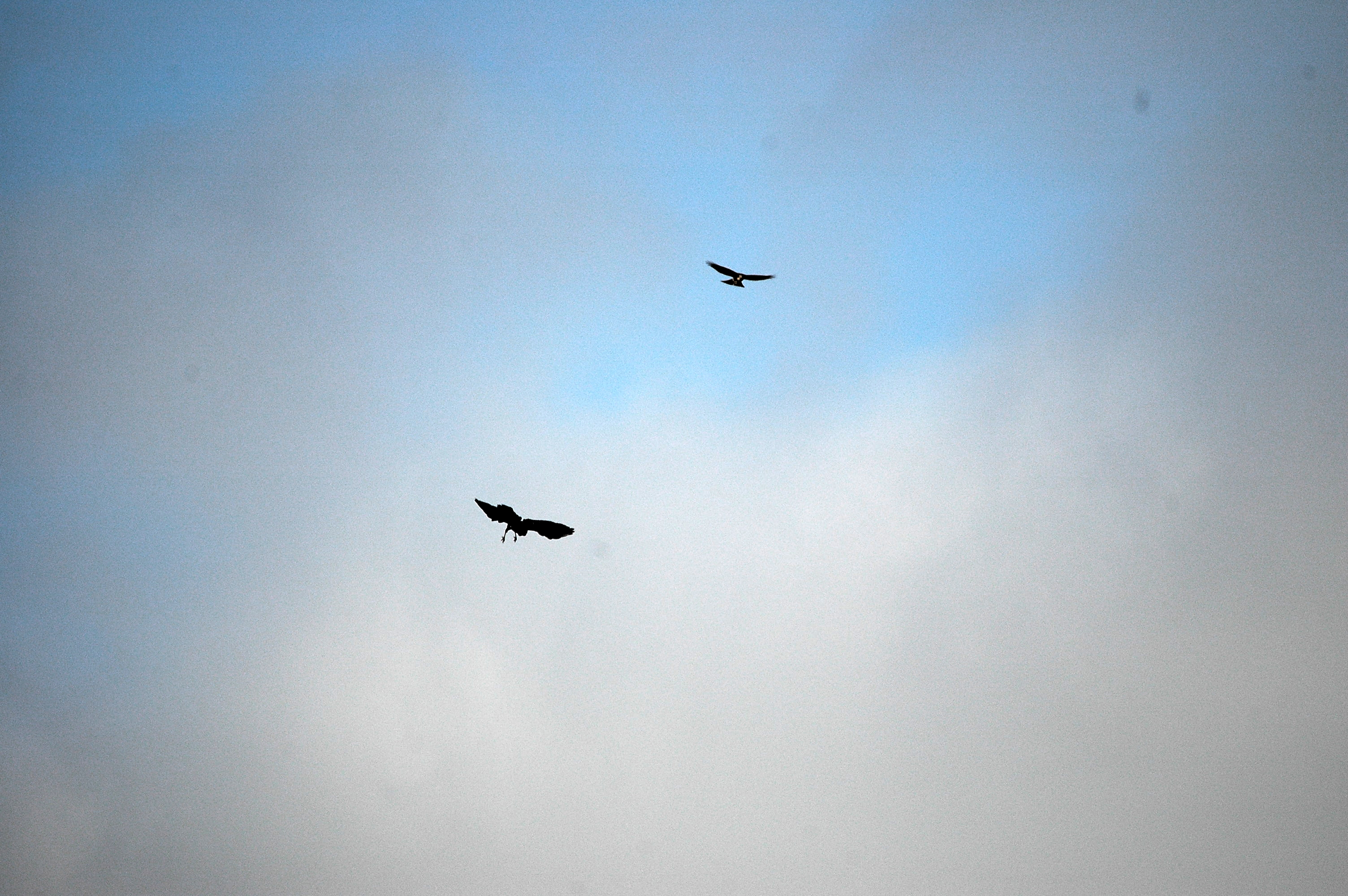 photos/wildlife/Bird_Species/032-Hawks-Eagles-Harriers-Falcons/0730-Eurasian_Sparrowhawk/DSC_3622.JPG