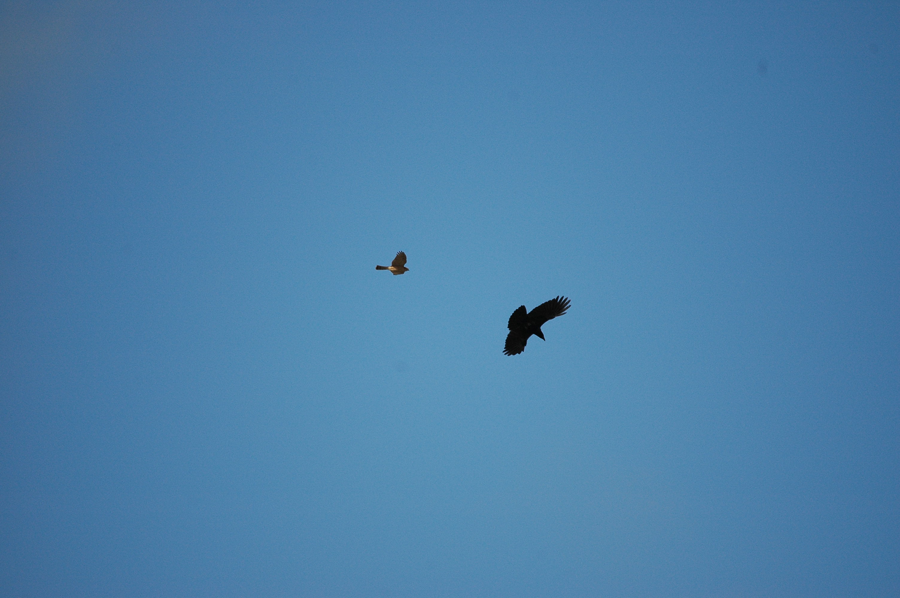 photos/wildlife/Bird_Species/032-Hawks-Eagles-Harriers-Falcons/0730-Eurasian_Sparrowhawk/DSC_3623.JPG