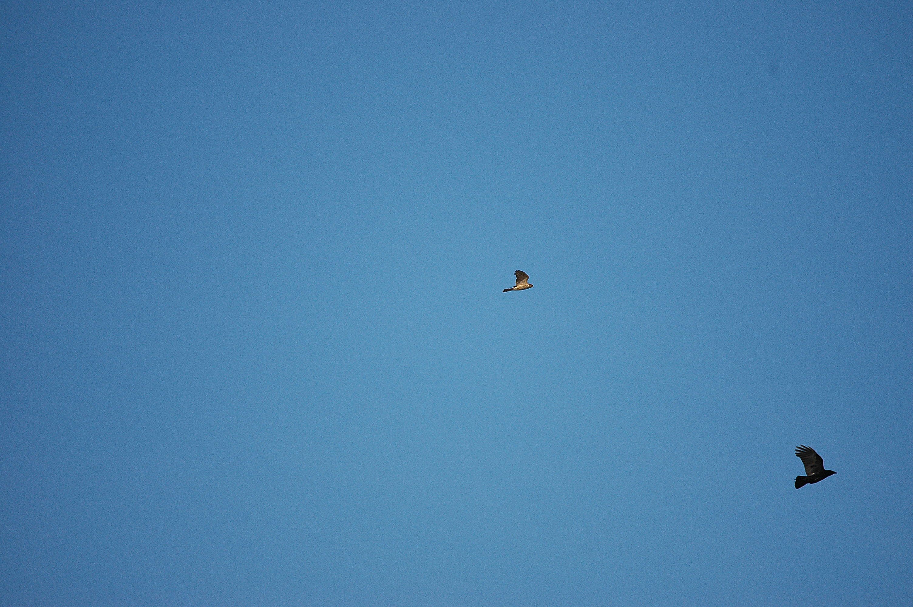 photos/wildlife/Bird_Species/032-Hawks-Eagles-Harriers-Falcons/0730-Eurasian_Sparrowhawk/DSC_3625.JPG