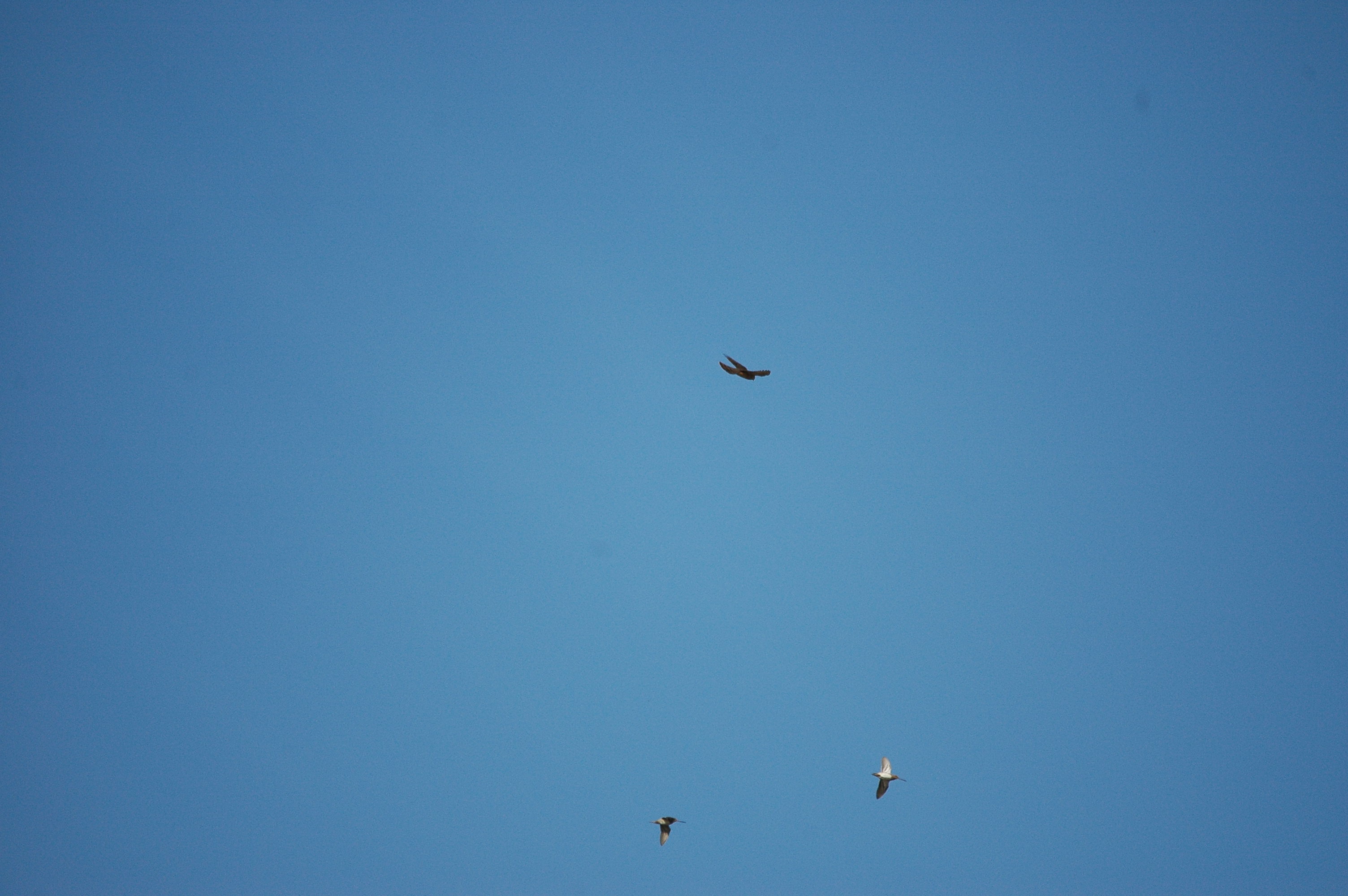 photos/wildlife/Bird_Species/032-Hawks-Eagles-Harriers-Falcons/0730-Eurasian_Sparrowhawk/DSC_3626.JPG