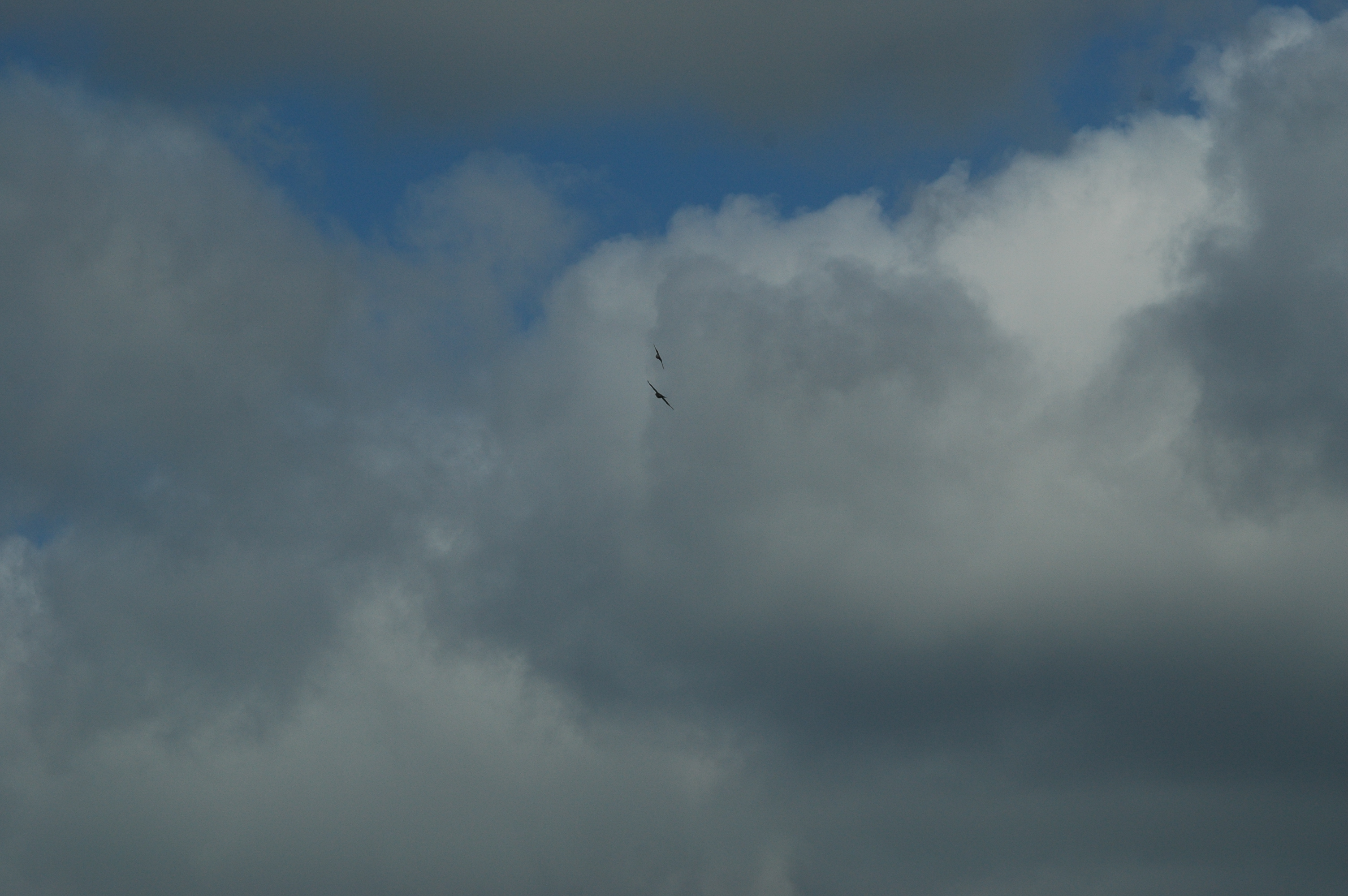 photos/wildlife/Bird_Species/032-Hawks-Eagles-Harriers-Falcons/0730-Eurasian_Sparrowhawk/DSC_5815.JPG