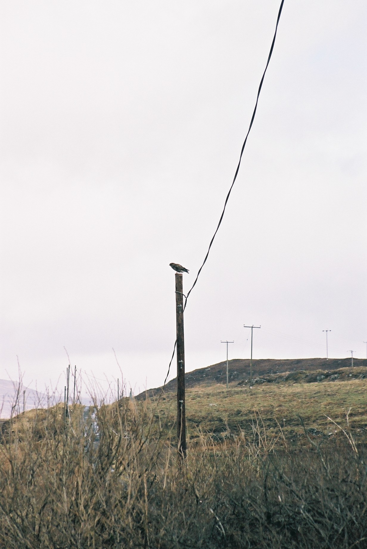 photos/wildlife/Bird_Species/032-Hawks-Eagles-Harriers-Falcons/0787-Common_Buzzard/20040327-Mull-01.jpg
