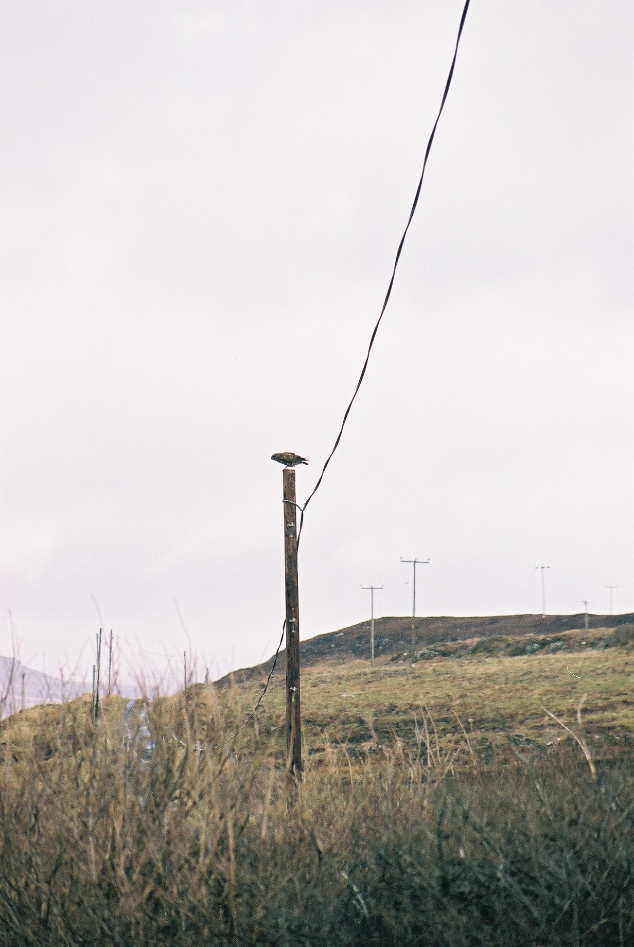 photos/wildlife/Bird_Species/032-Hawks-Eagles-Harriers-Falcons/0787-Common_Buzzard/20040327-Mull-02.jpg