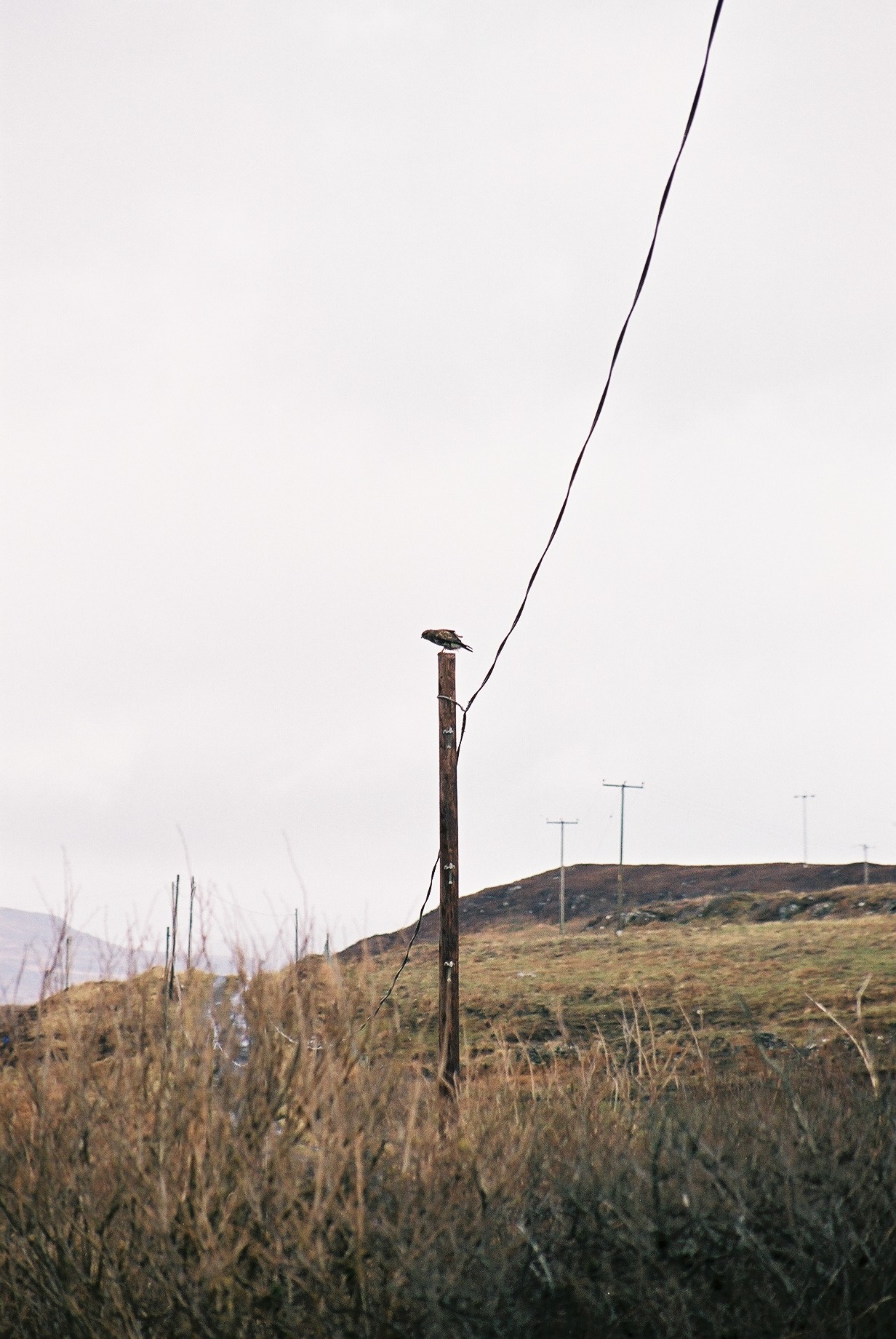 photos/wildlife/Bird_Species/032-Hawks-Eagles-Harriers-Falcons/0787-Common_Buzzard/20040327-Mull-03.jpg
