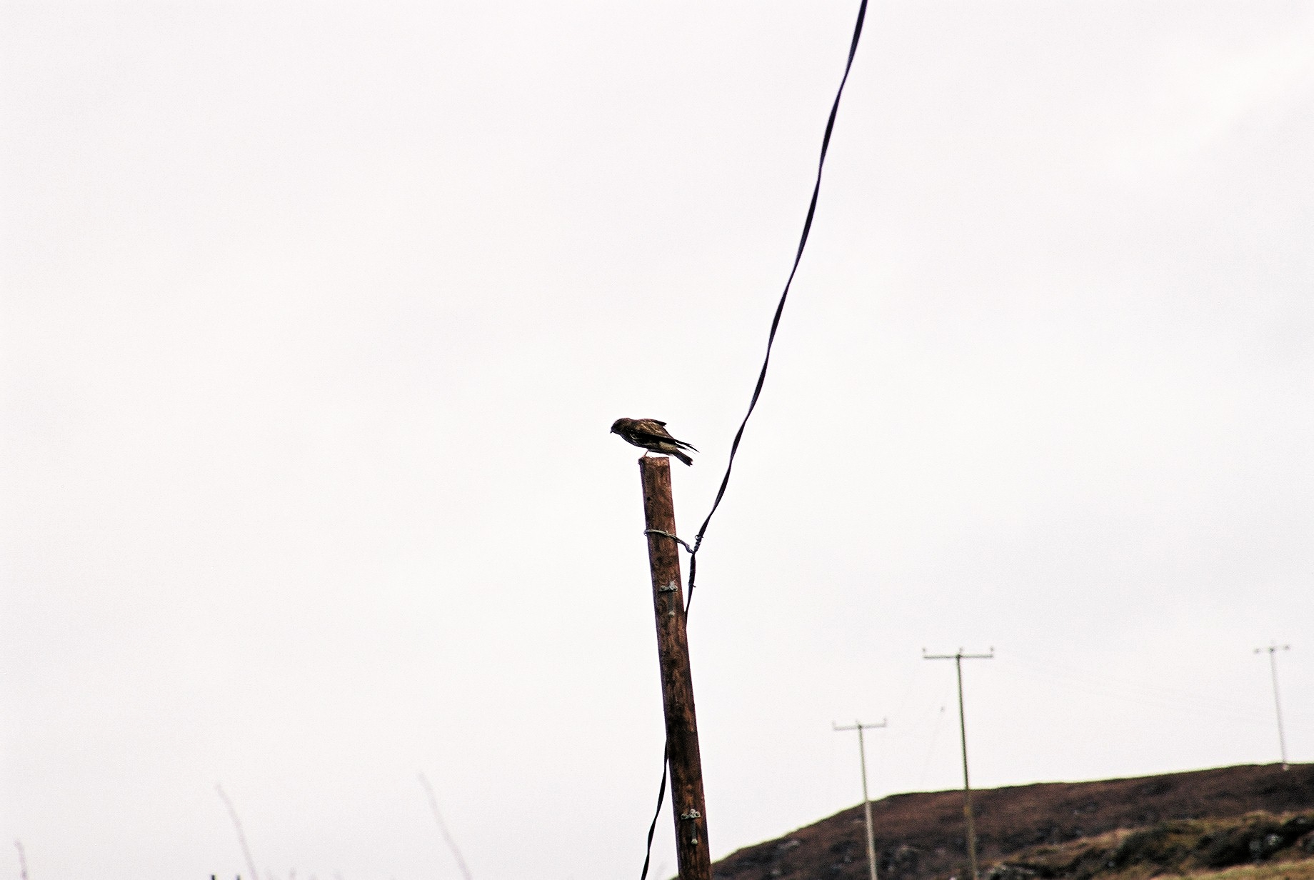 photos/wildlife/Bird_Species/032-Hawks-Eagles-Harriers-Falcons/0787-Common_Buzzard/20040327-Mull-05.jpg