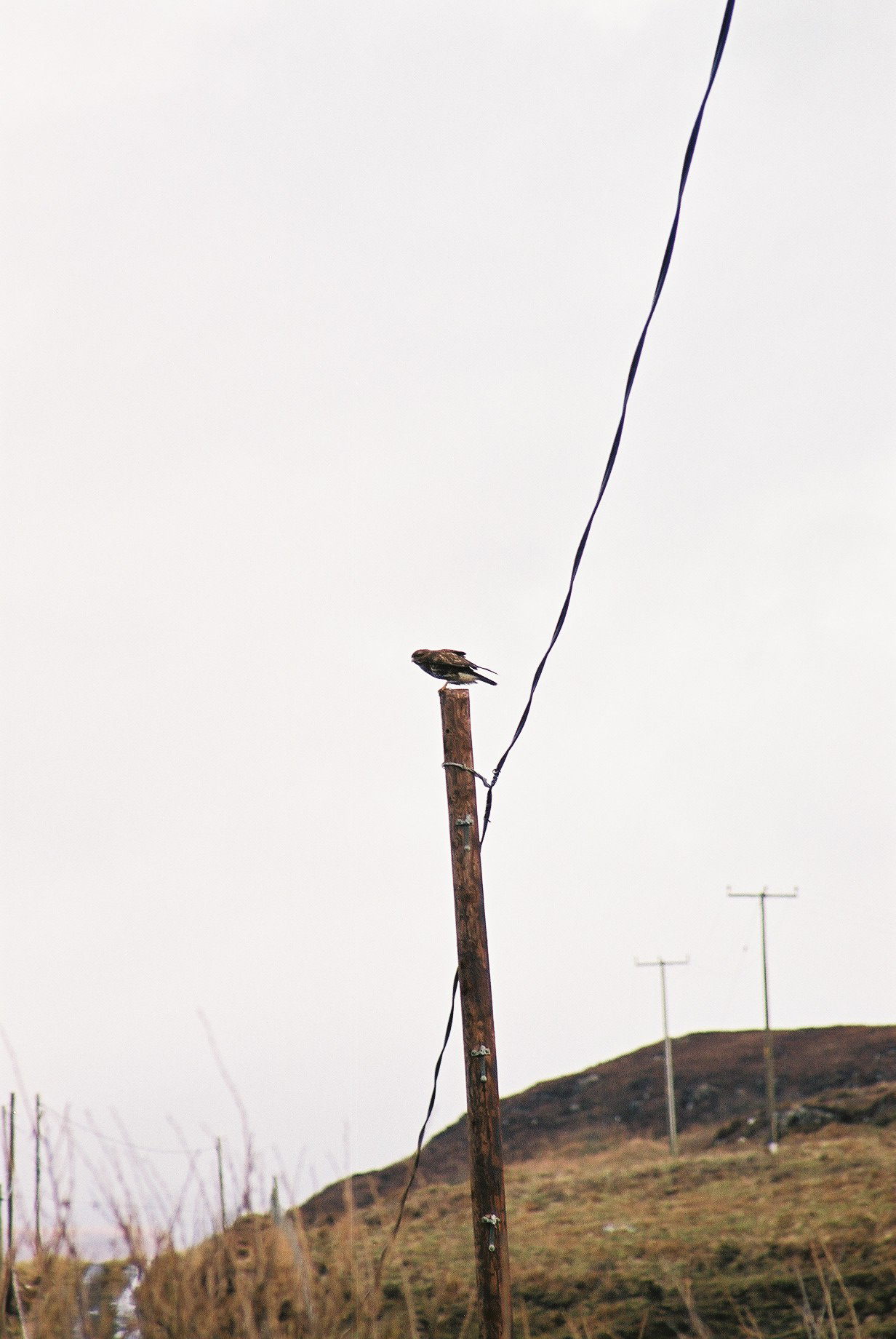 photos/wildlife/Bird_Species/032-Hawks-Eagles-Harriers-Falcons/0787-Common_Buzzard/20040327-Mull-06.jpg