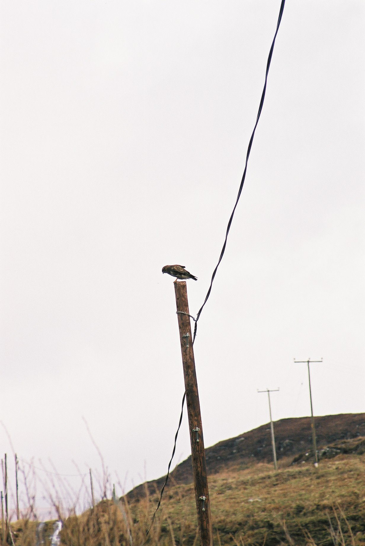 photos/wildlife/Bird_Species/032-Hawks-Eagles-Harriers-Falcons/0787-Common_Buzzard/20040327-Mull-07.jpg
