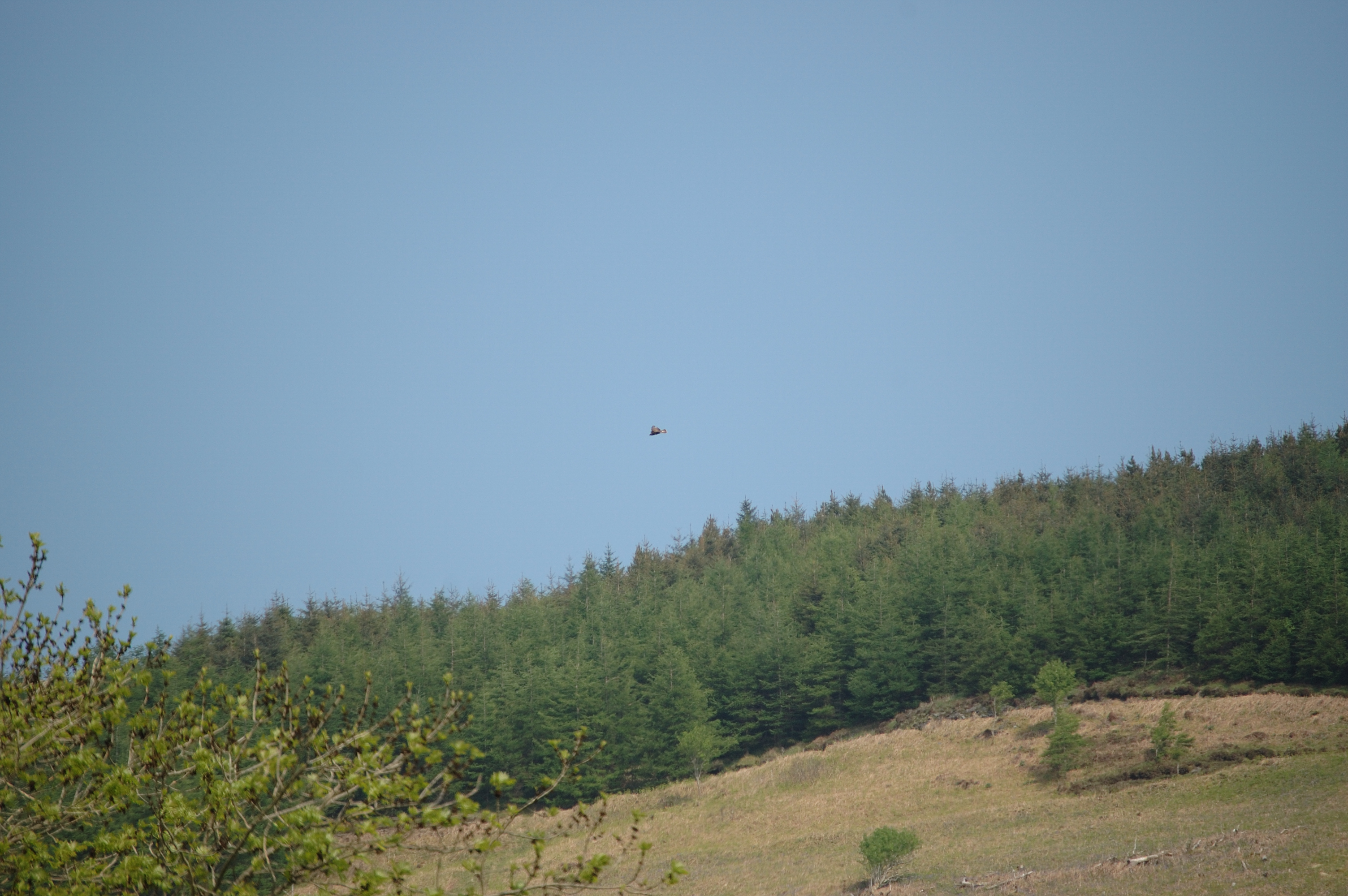 photos/wildlife/Bird_Species/032-Hawks-Eagles-Harriers-Falcons/0787-Common_Buzzard/20080514-Mull-01.jpg