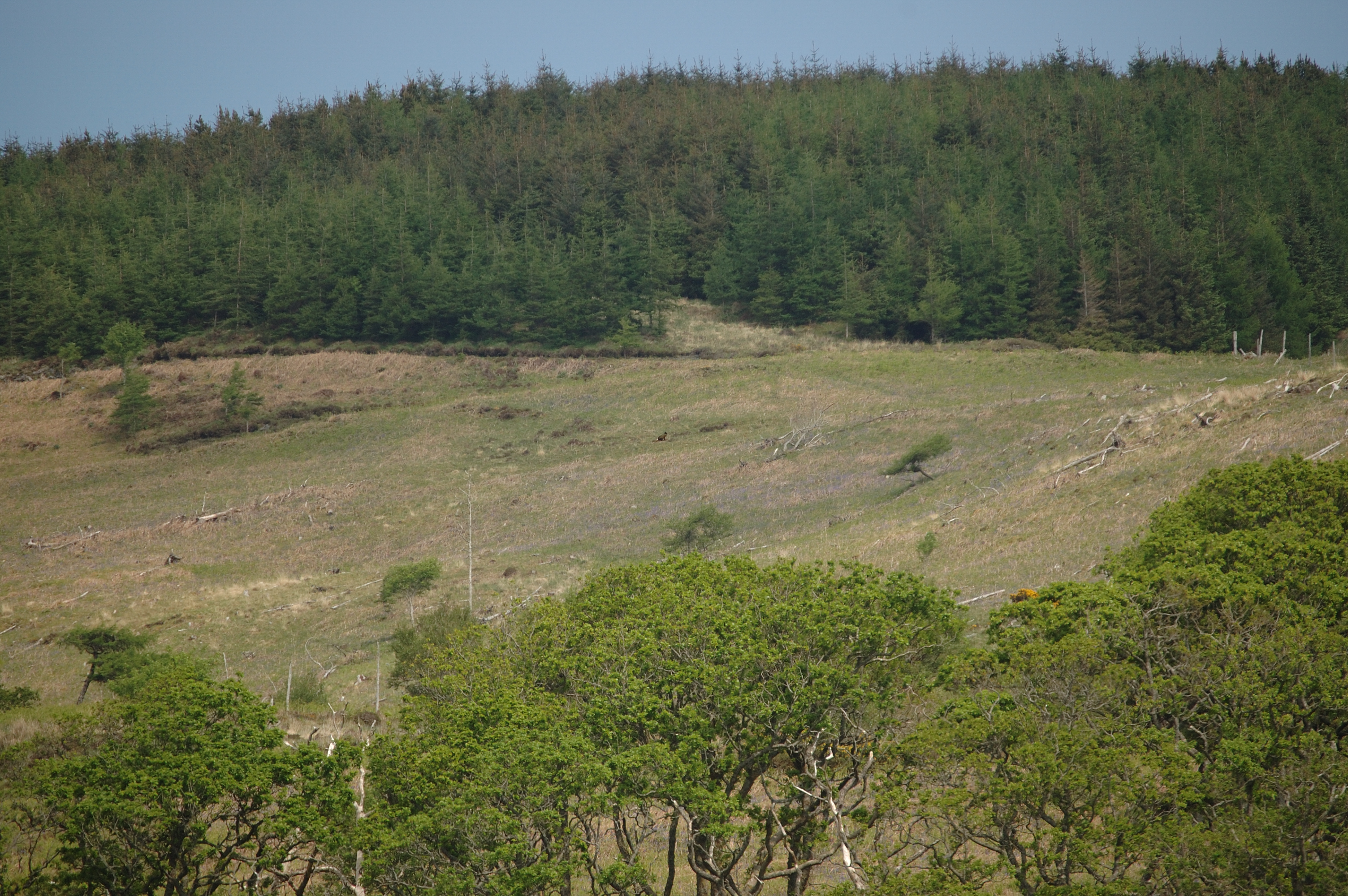 photos/wildlife/Bird_Species/032-Hawks-Eagles-Harriers-Falcons/0787-Common_Buzzard/20080514-Mull-02.jpg