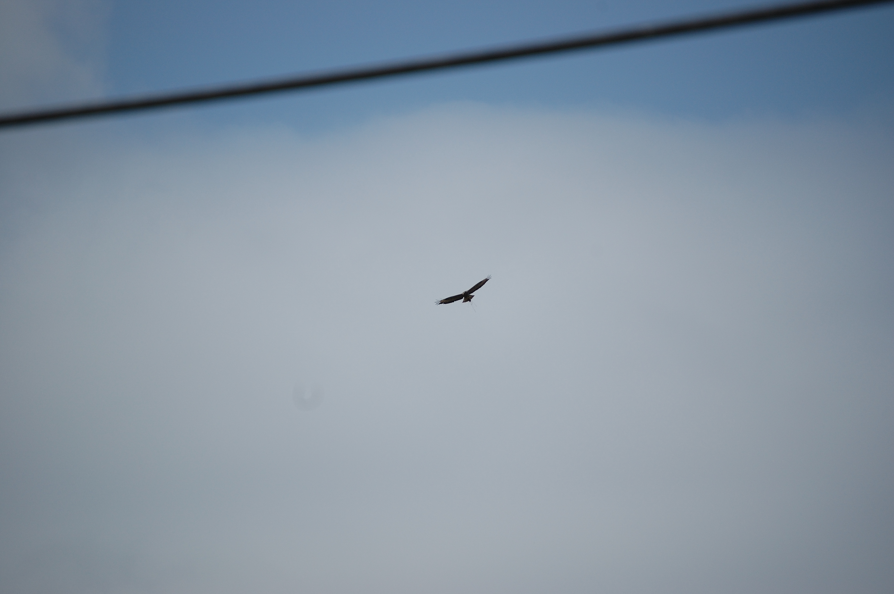photos/wildlife/Bird_Species/032-Hawks-Eagles-Harriers-Falcons/0787-Common_Buzzard/20080514-Mull-03.jpg