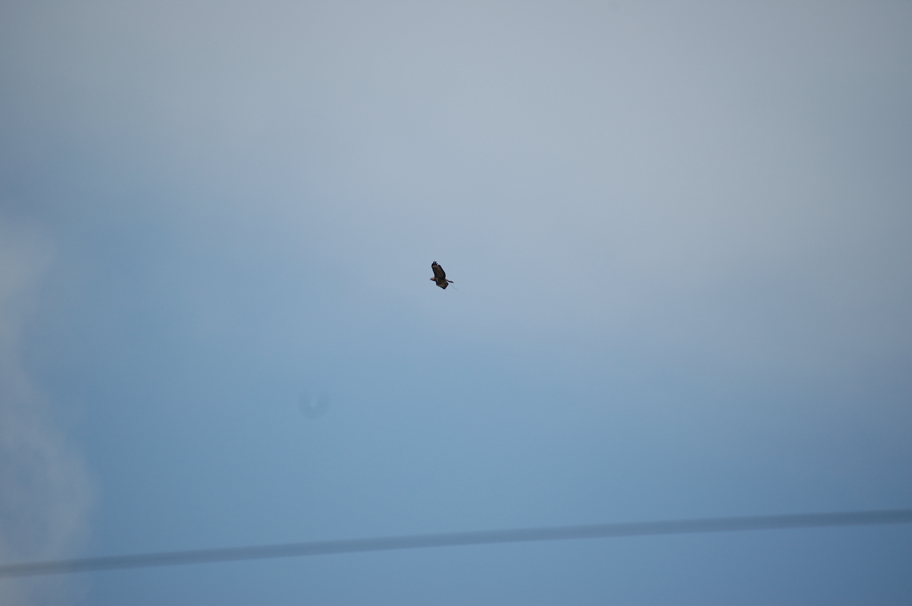 photos/wildlife/Bird_Species/032-Hawks-Eagles-Harriers-Falcons/0787-Common_Buzzard/20080514-Mull-04.jpg
