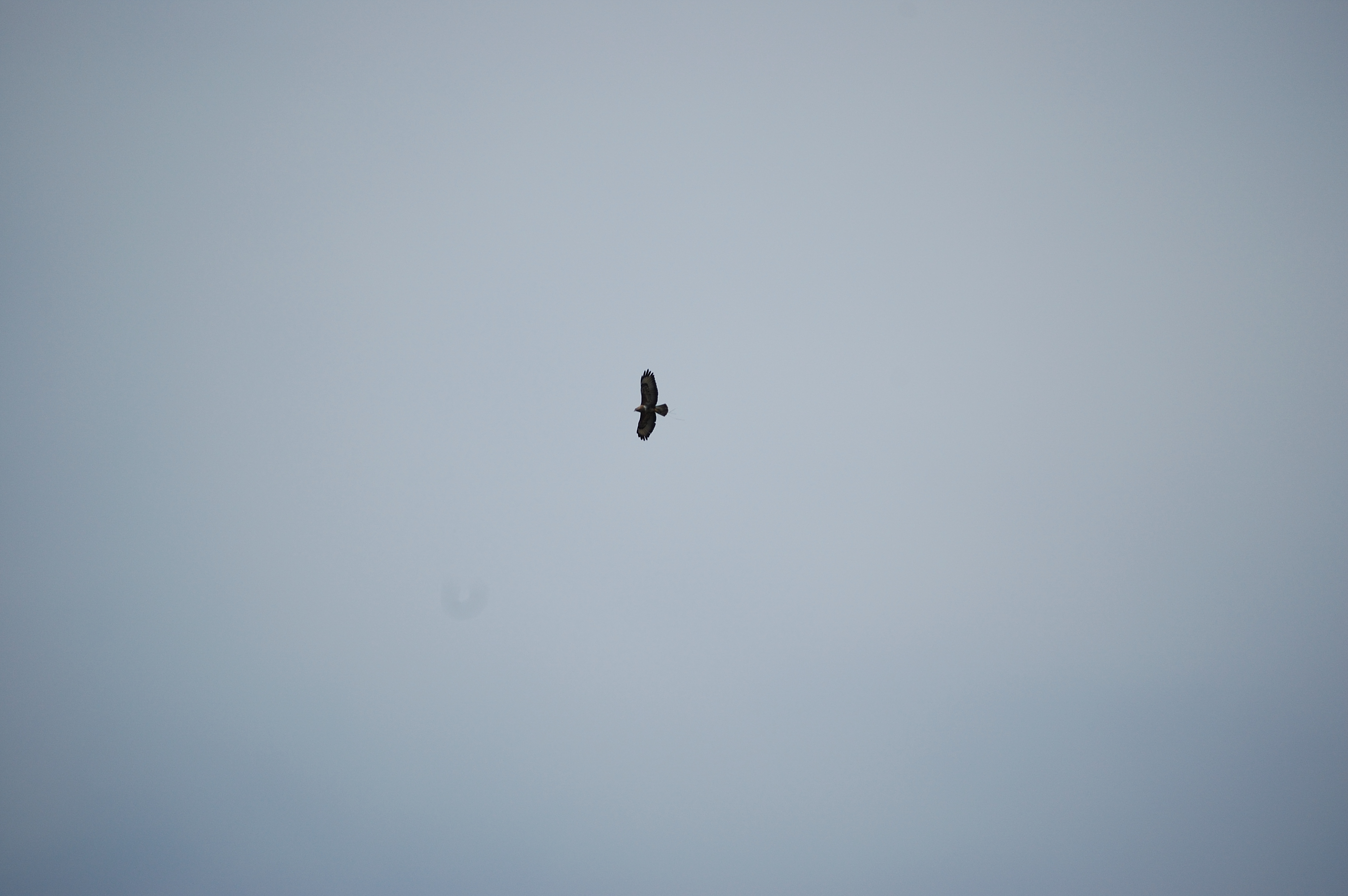 photos/wildlife/Bird_Species/032-Hawks-Eagles-Harriers-Falcons/0787-Common_Buzzard/20080514-Mull-05.jpg