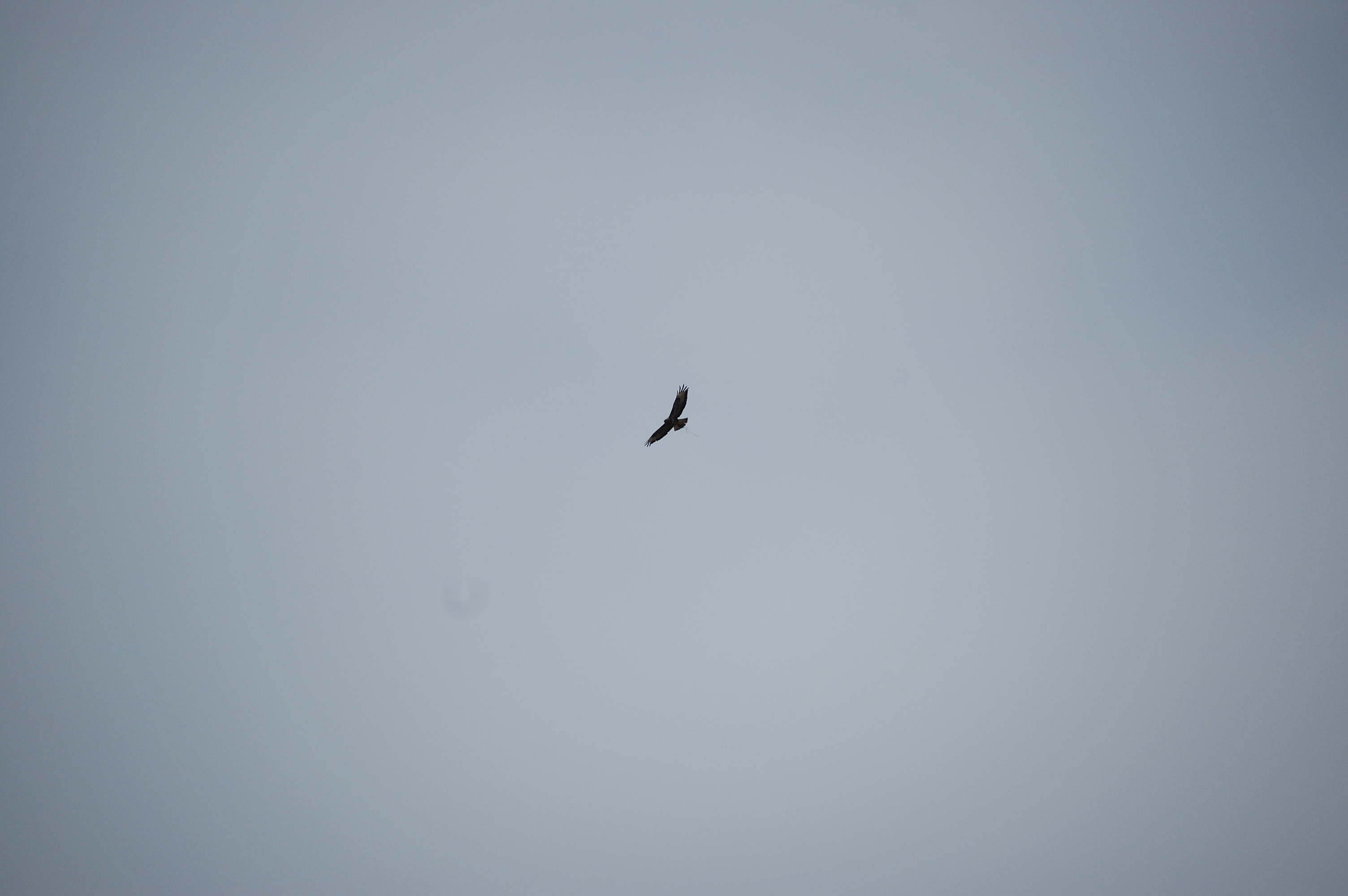 photos/wildlife/Bird_Species/032-Hawks-Eagles-Harriers-Falcons/0787-Common_Buzzard/20080514-Mull-06.jpg