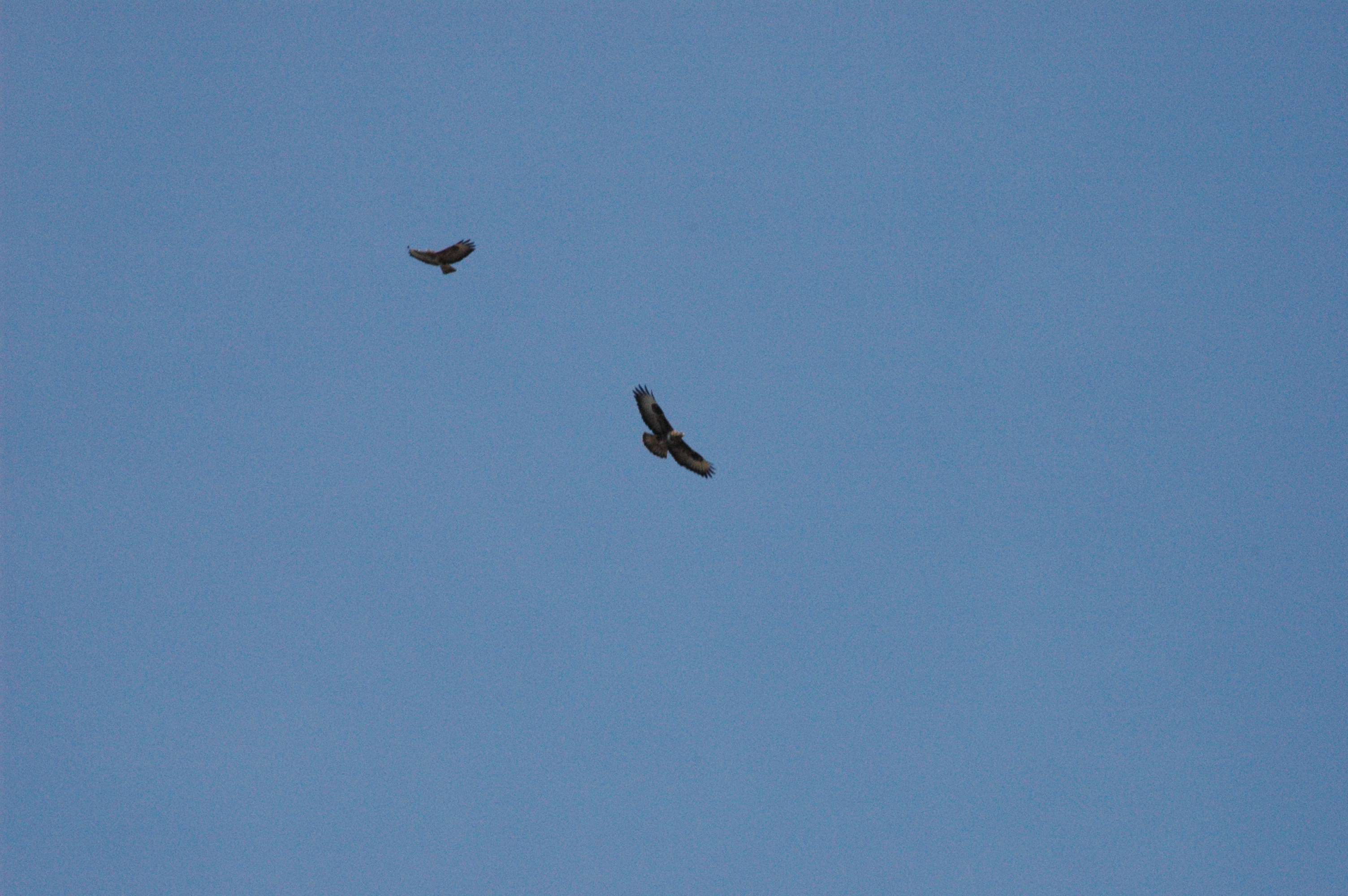 photos/wildlife/Bird_Species/032-Hawks-Eagles-Harriers-Falcons/0787-Common_Buzzard/DSC_0036.jpg