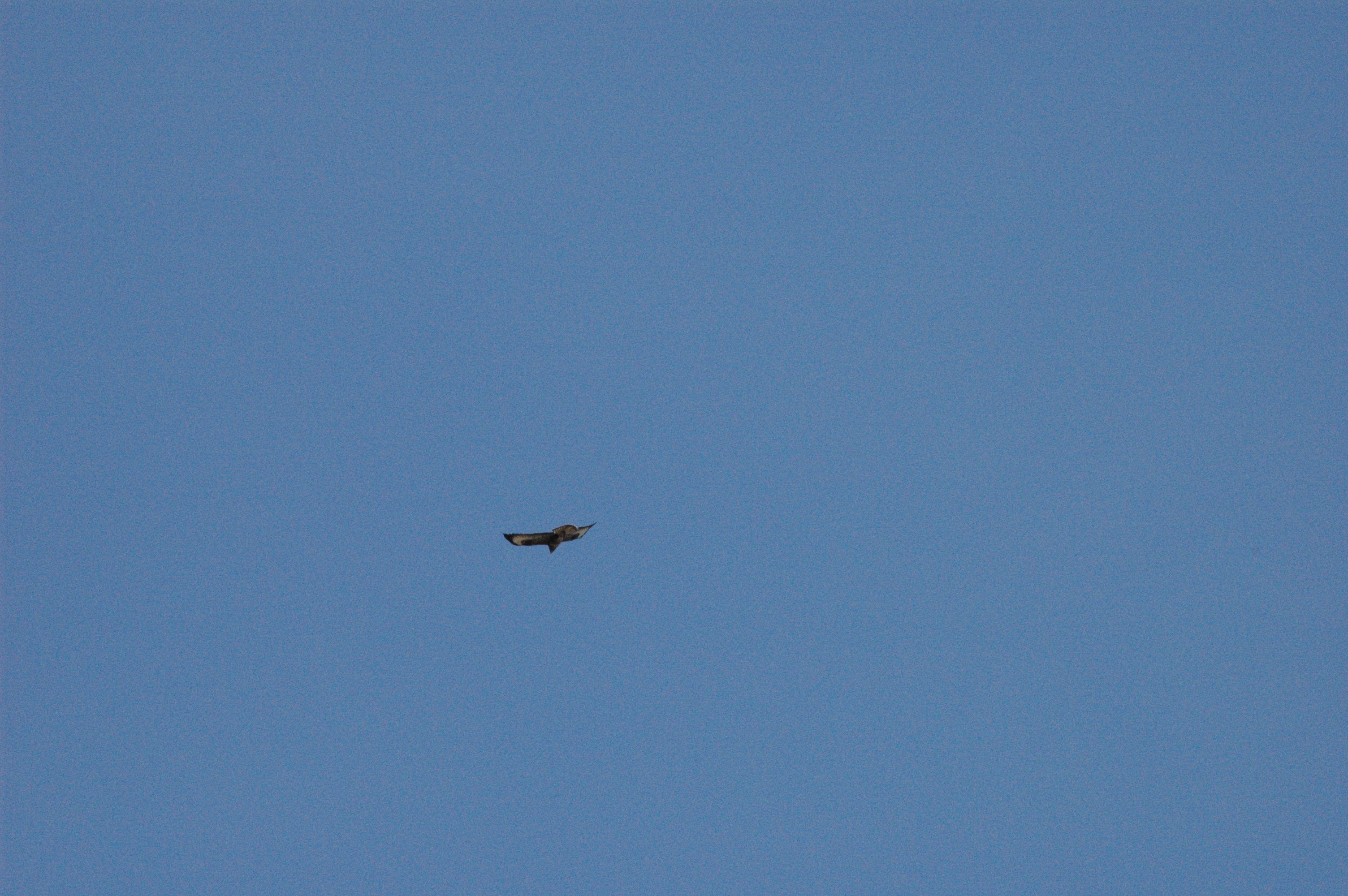 photos/wildlife/Bird_Species/032-Hawks-Eagles-Harriers-Falcons/0787-Common_Buzzard/DSC_0037.jpg