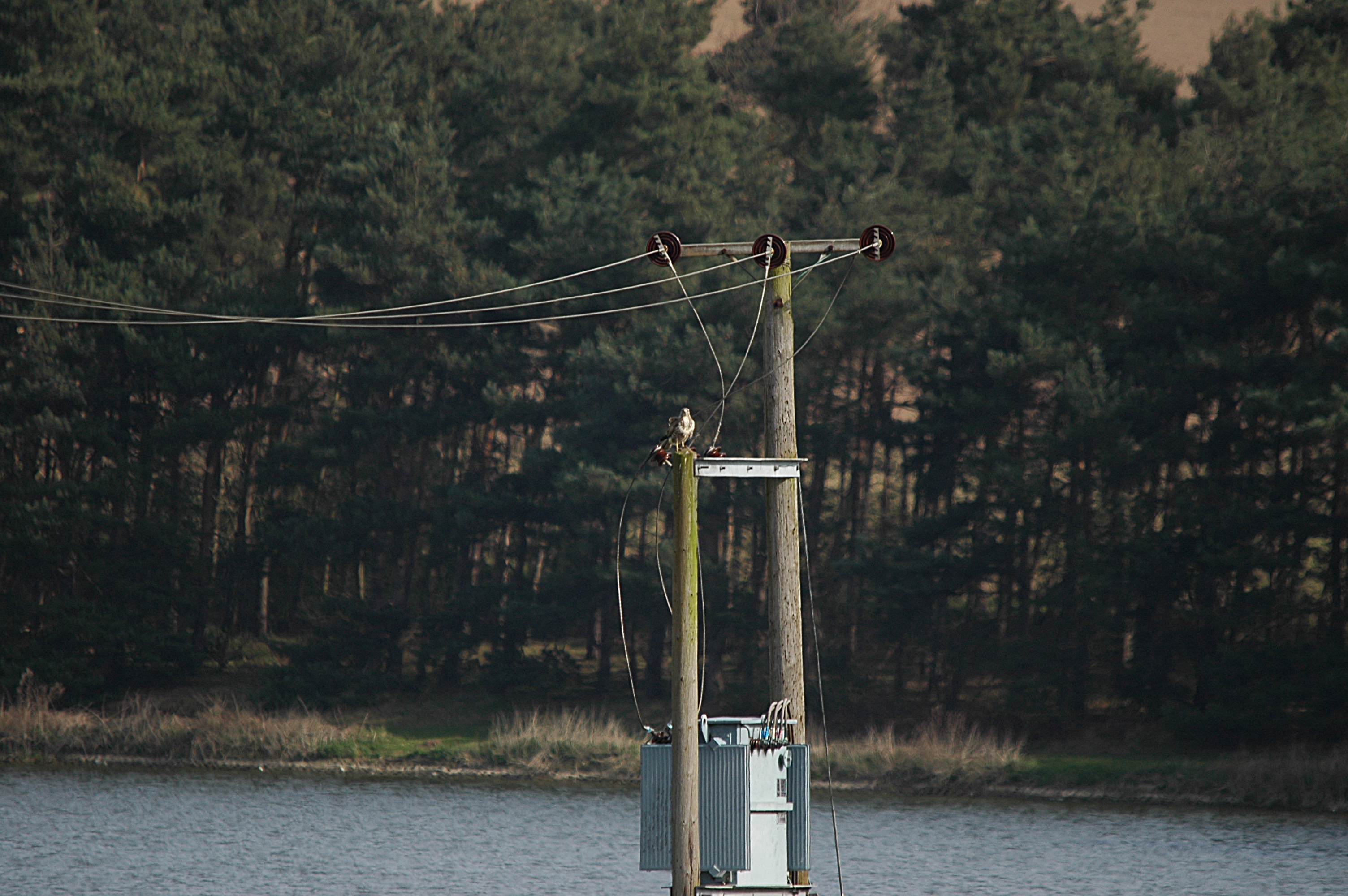 photos/wildlife/Bird_Species/032-Hawks-Eagles-Harriers-Falcons/0787-Common_Buzzard/DSC_5445.JPG