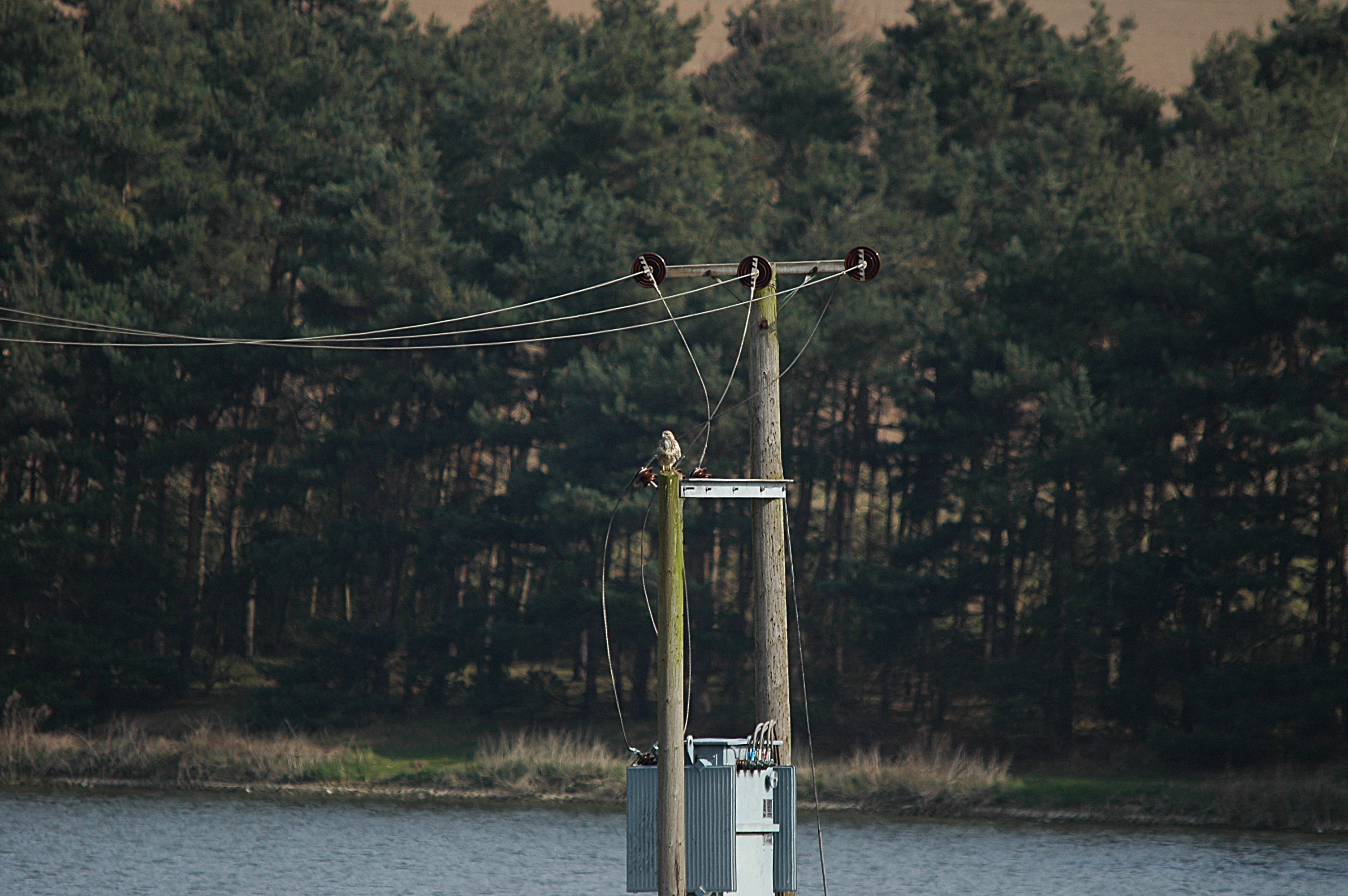 photos/wildlife/Bird_Species/032-Hawks-Eagles-Harriers-Falcons/0787-Common_Buzzard/DSC_5446.JPG