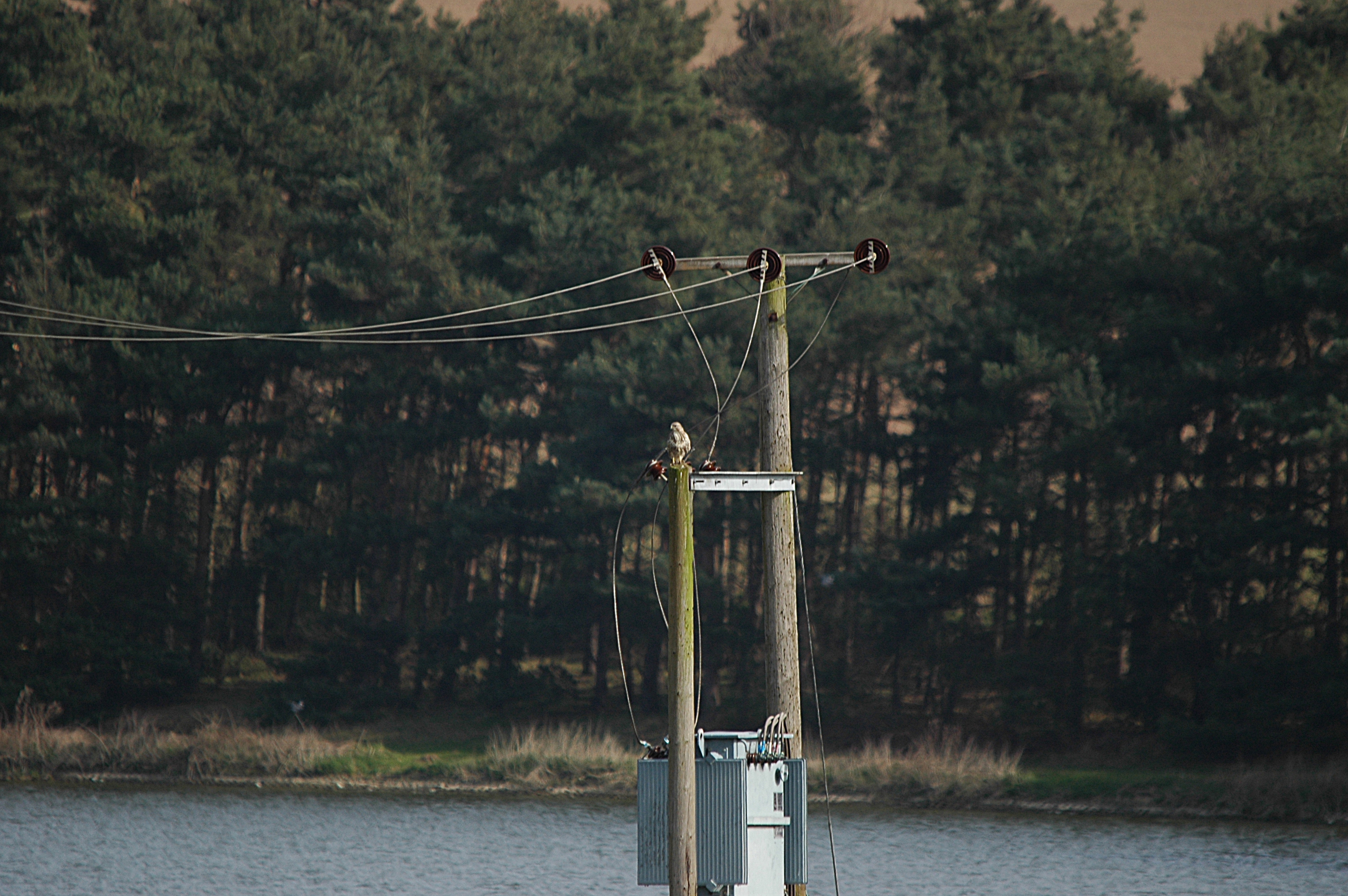 photos/wildlife/Bird_Species/032-Hawks-Eagles-Harriers-Falcons/0787-Common_Buzzard/DSC_5447.JPG