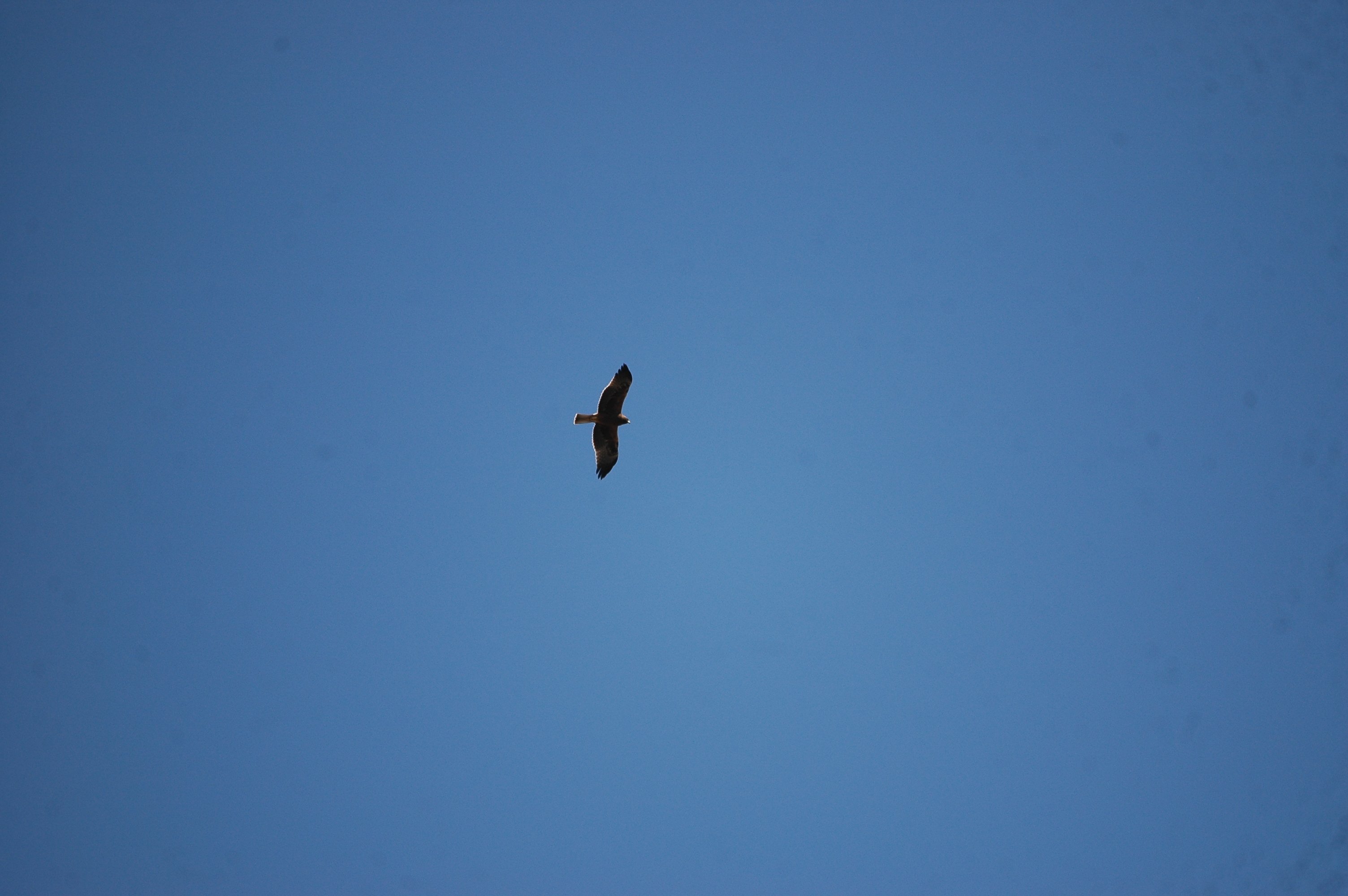 photos/wildlife/Bird_Species/032-Hawks-Eagles-Harriers-Falcons/0787-Common_Buzzard/dsc_0215.jpg