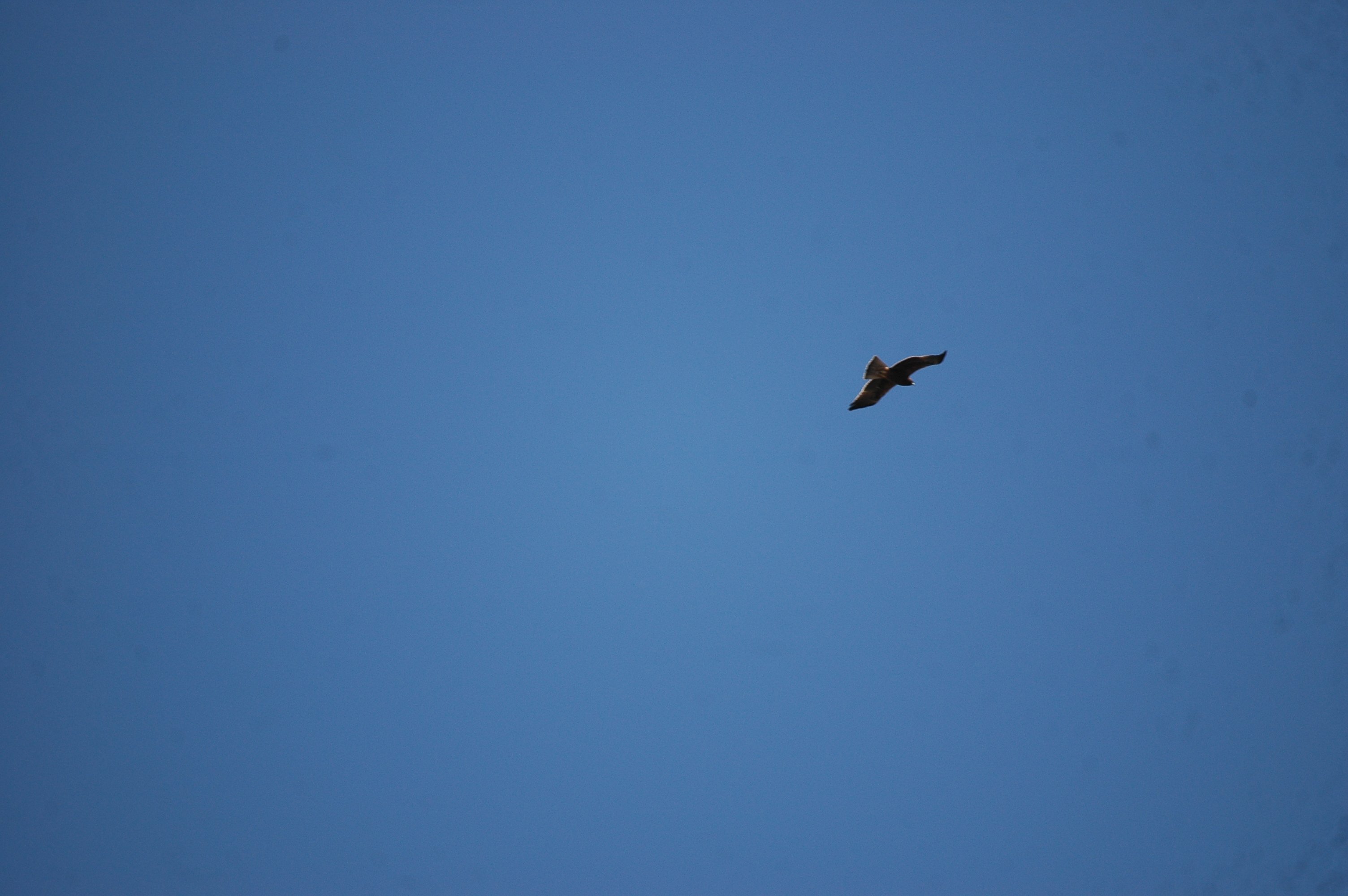 photos/wildlife/Bird_Species/032-Hawks-Eagles-Harriers-Falcons/0787-Common_Buzzard/dsc_0217.jpg
