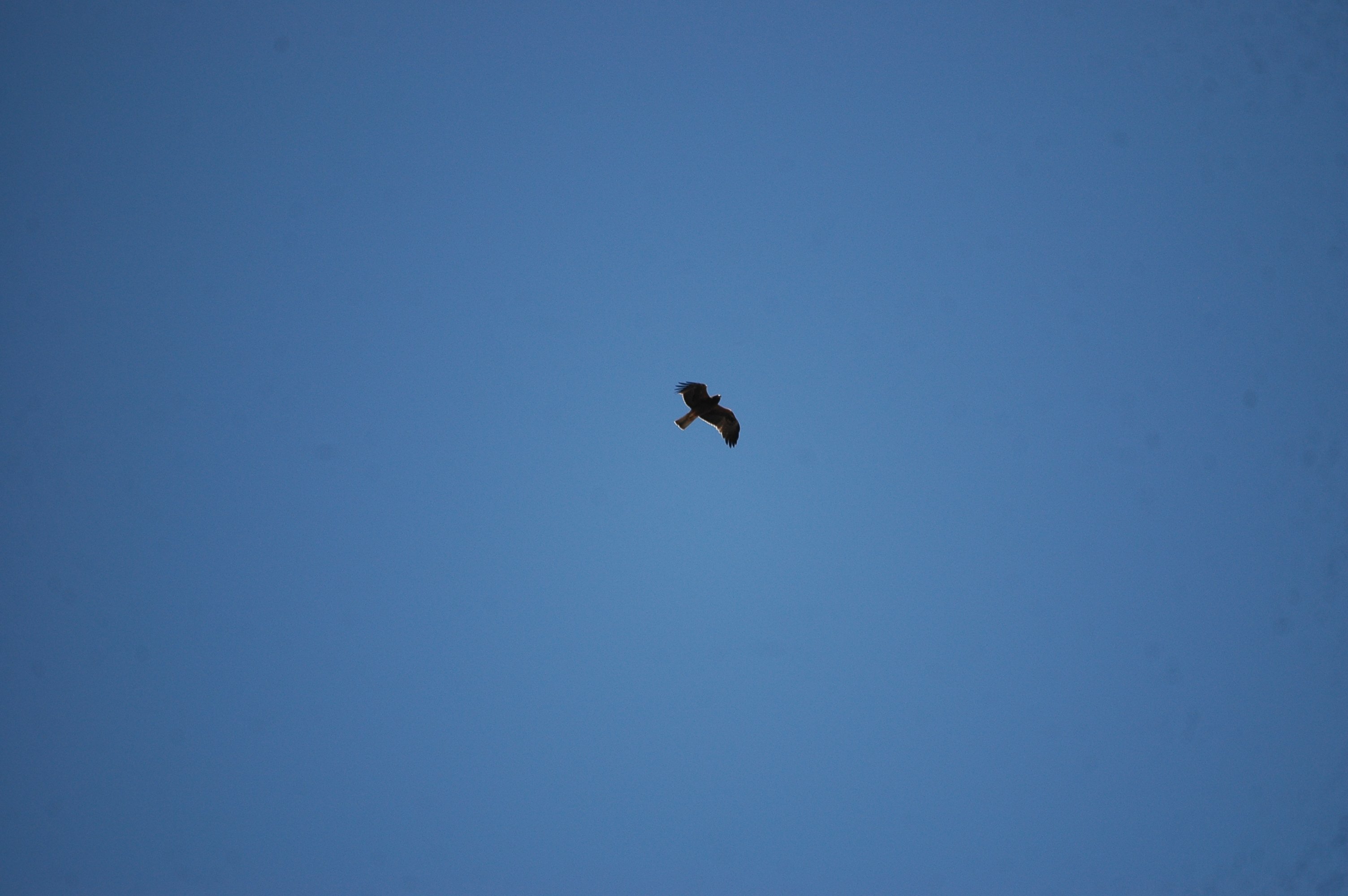 photos/wildlife/Bird_Species/032-Hawks-Eagles-Harriers-Falcons/0787-Common_Buzzard/dsc_0220.jpg
