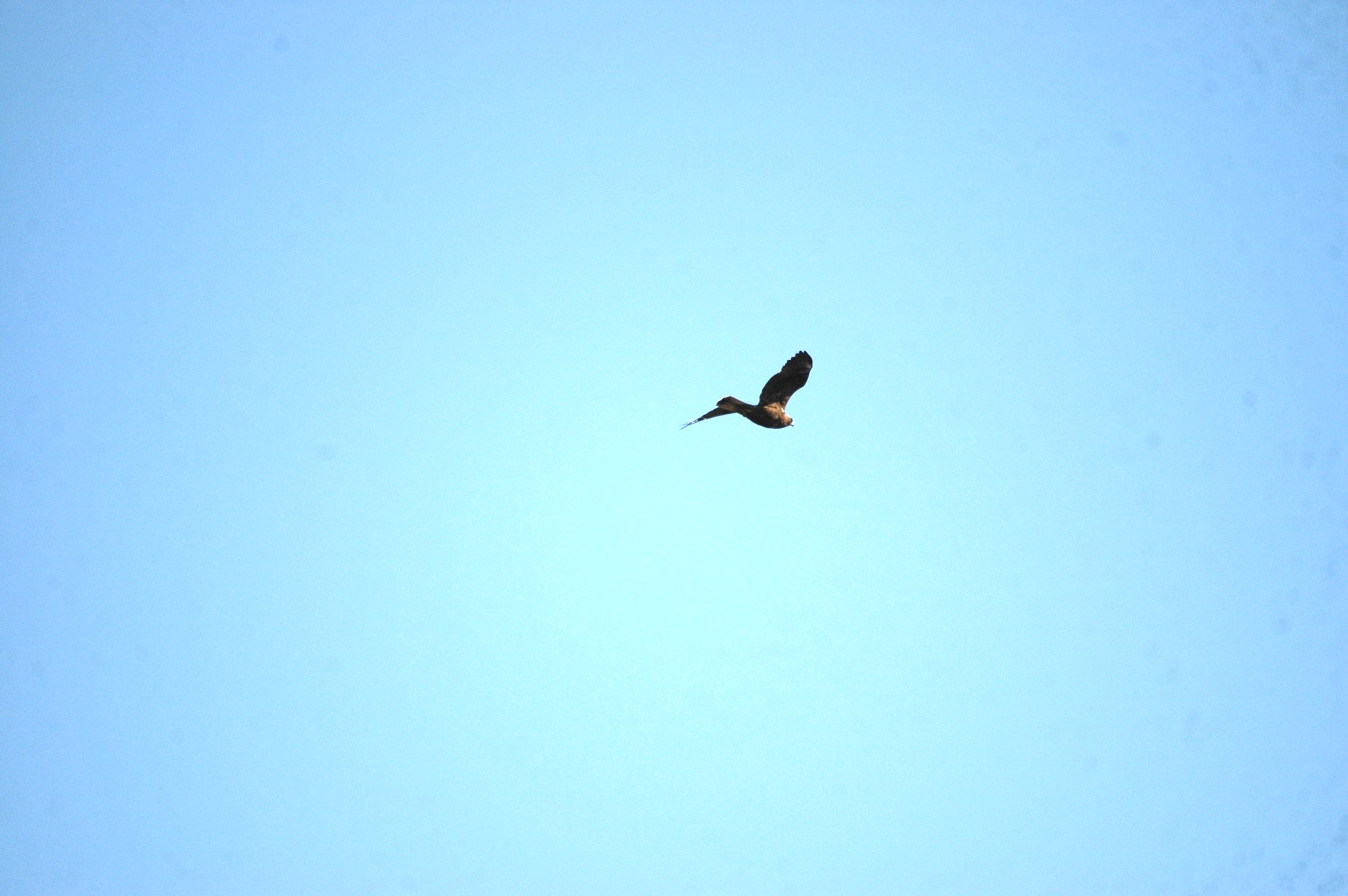 photos/wildlife/Bird_Species/032-Hawks-Eagles-Harriers-Falcons/0787-Common_Buzzard/dsc_0296.jpg