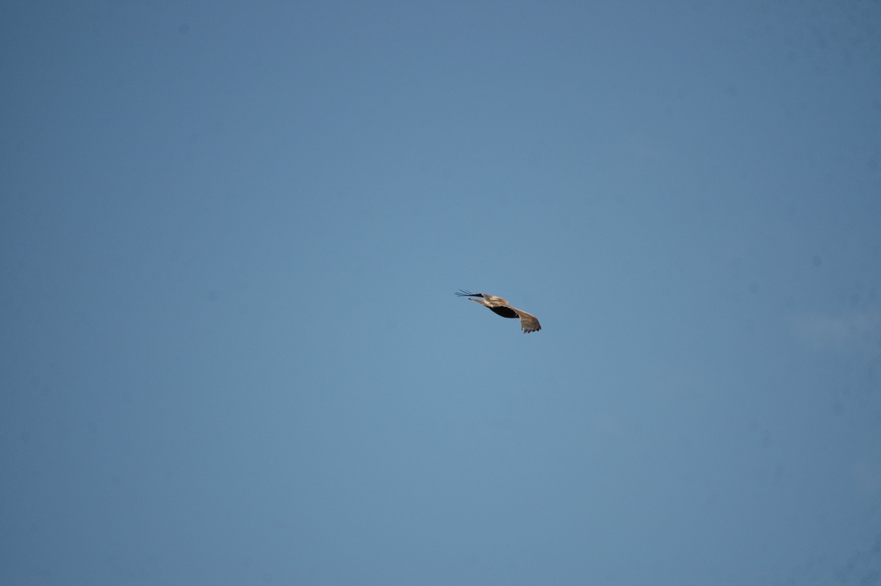 photos/wildlife/Bird_Species/032-Hawks-Eagles-Harriers-Falcons/0787-Common_Buzzard/dsc_0297.jpg